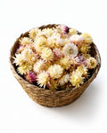 Cream Dried Strawflower Heads Helichrysum