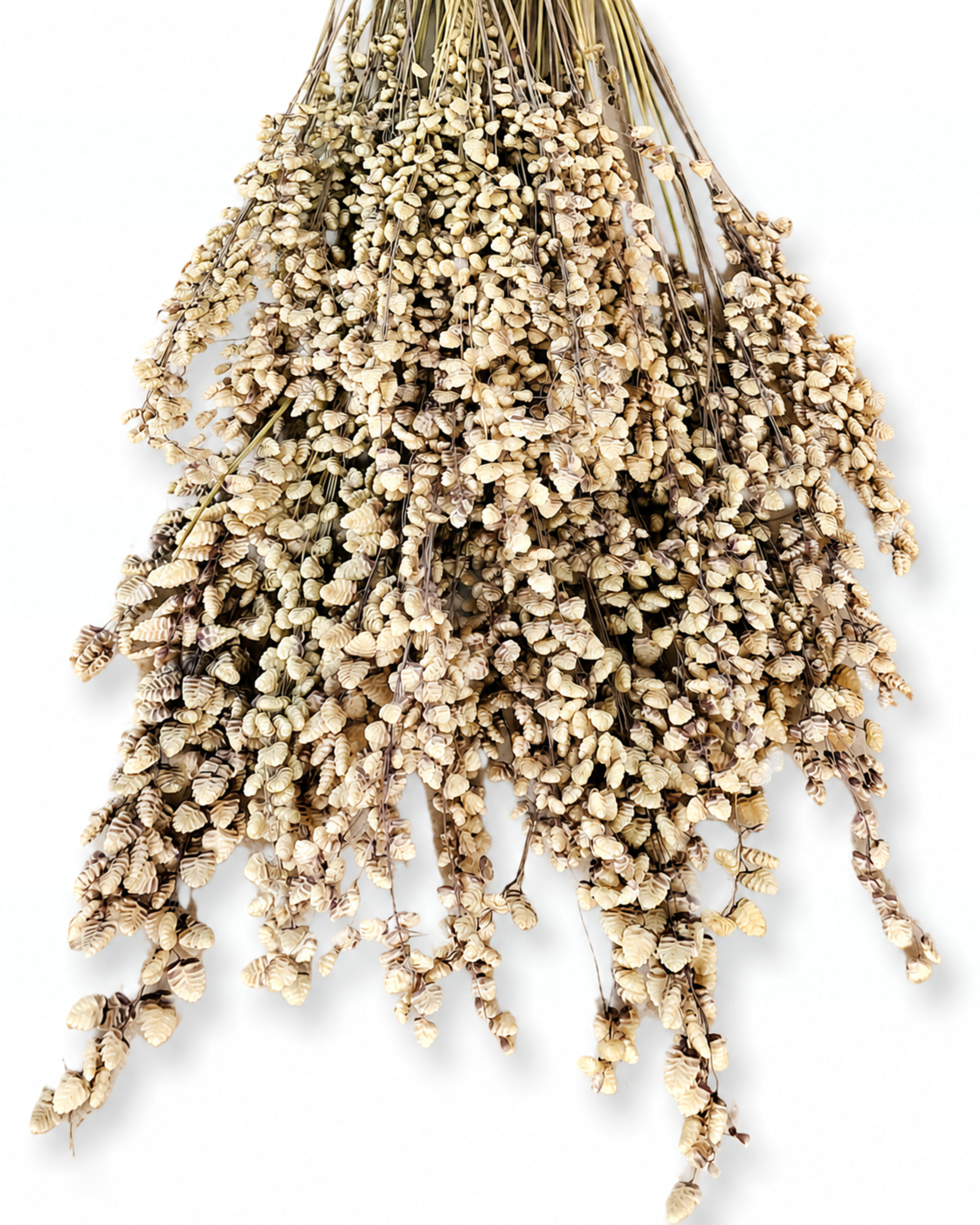 Wholesale bulk dried grass stems for professional floral designers and craft studios Europe