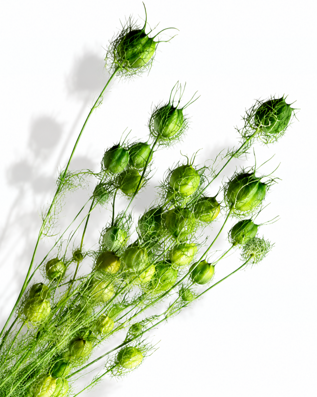 Bright Green Nigella Pods, Dried Seed Heads