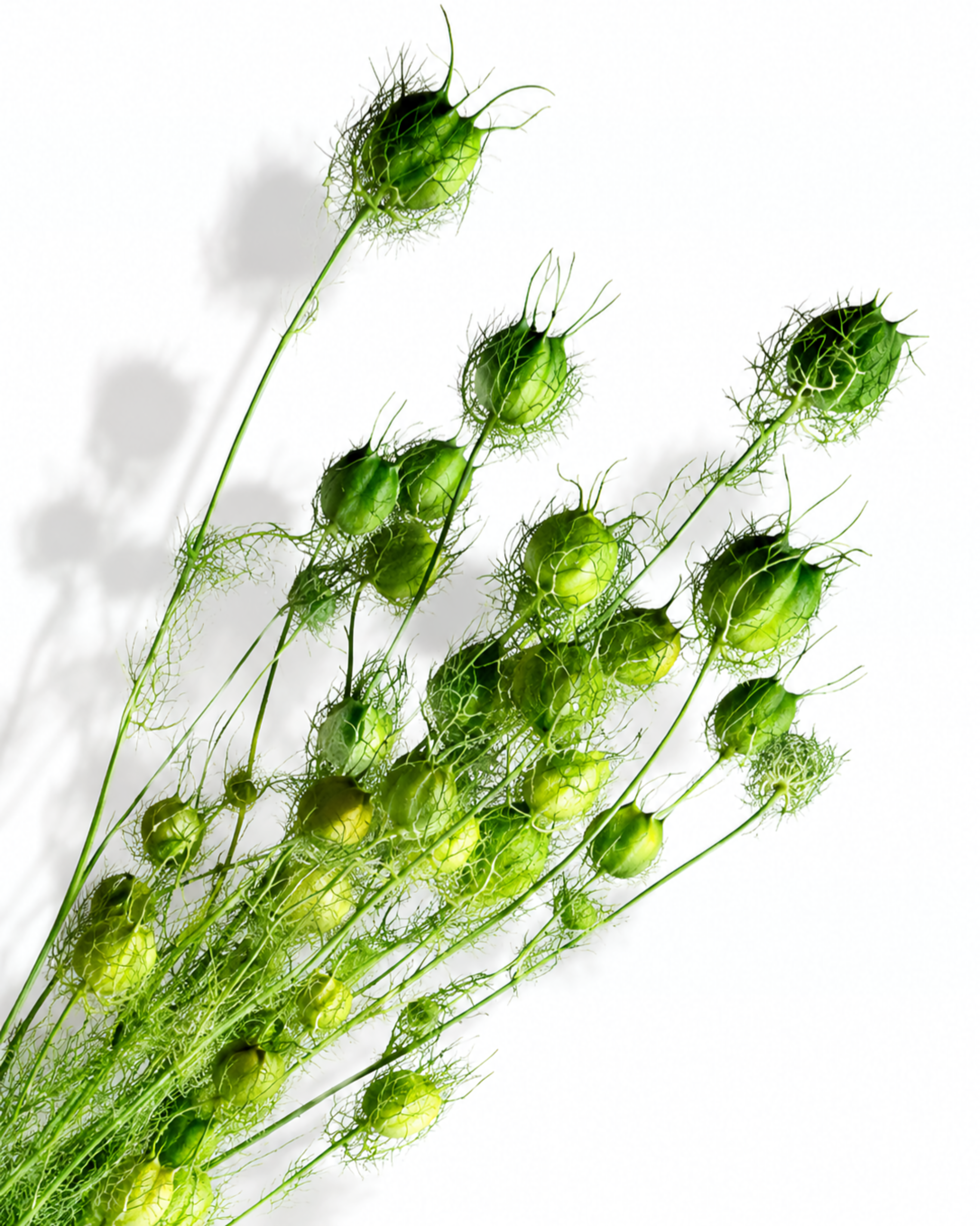 Bright Green Nigella Pods, Dried Seed Heads
