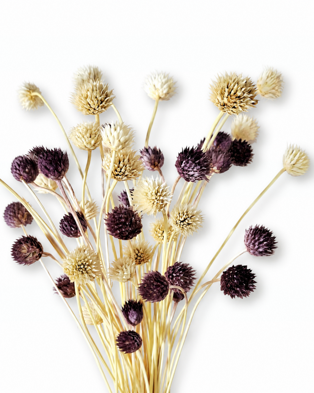 Bunch of dried purple and cream Cephalaria stems with contrasting dark plum and ivory button heads.
