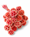 Coral Red Dried Scabiosa Stems - 15-17cm Starflower Pods (Bunch of 10)