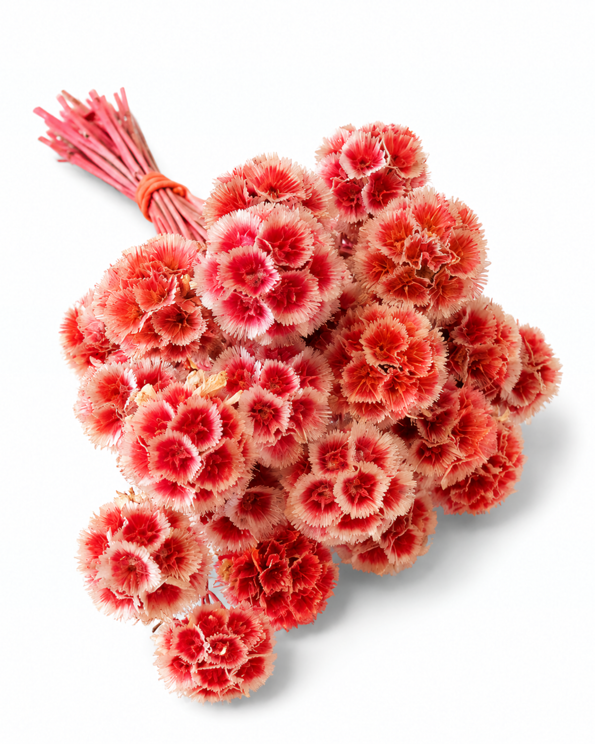 Coral Red Dried Scabiosa Stems - 15-17cm Starflower Pods (Bunch of 10)