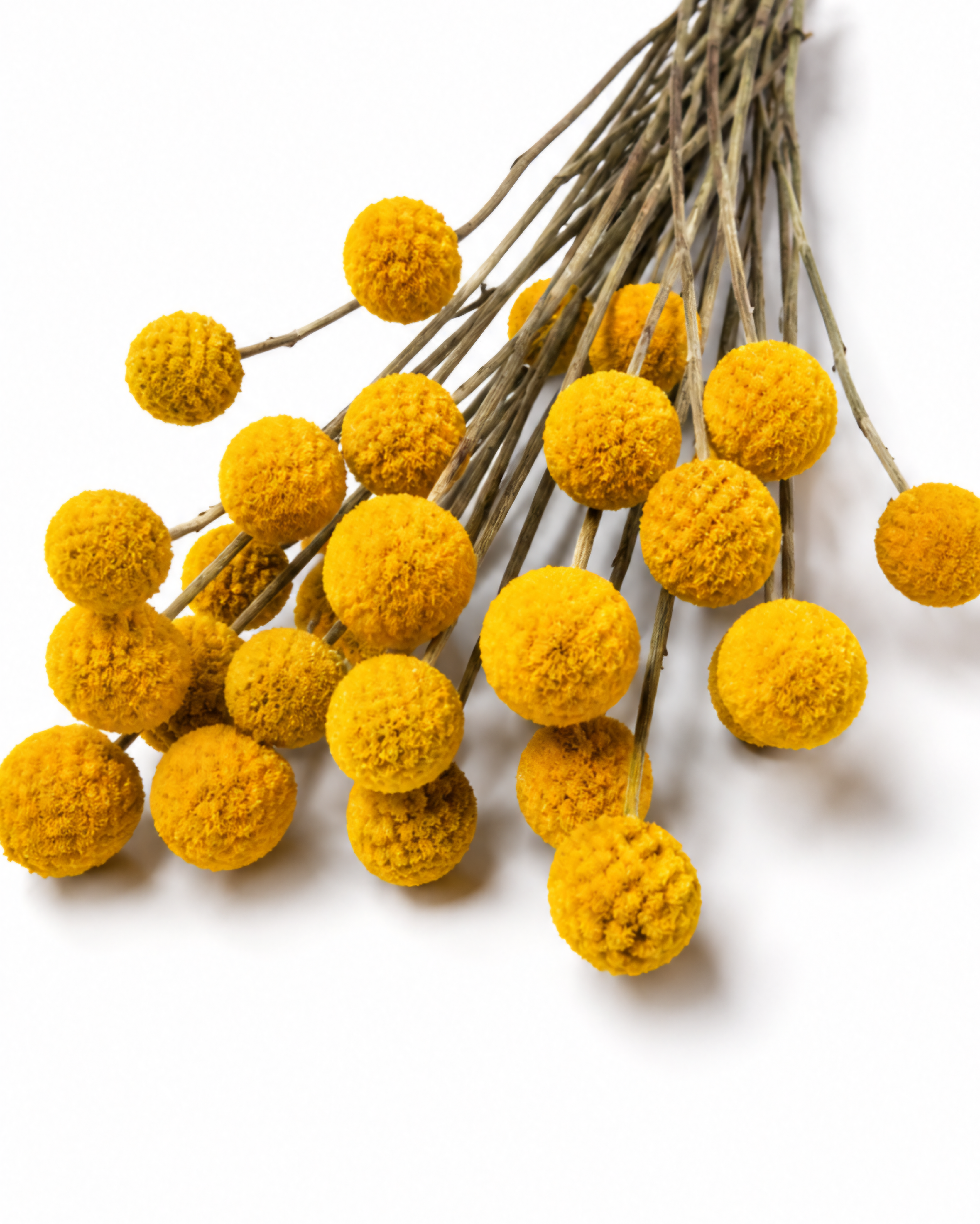 Flat lay of 15 stem natural dried Craspedia Billy Buttons laid out on a clean white surface.
