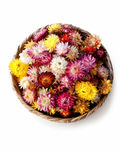 Colorful Helichrysum Flower Heads