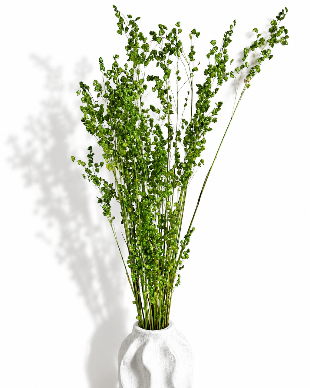 Dried Briza Grass Stems
