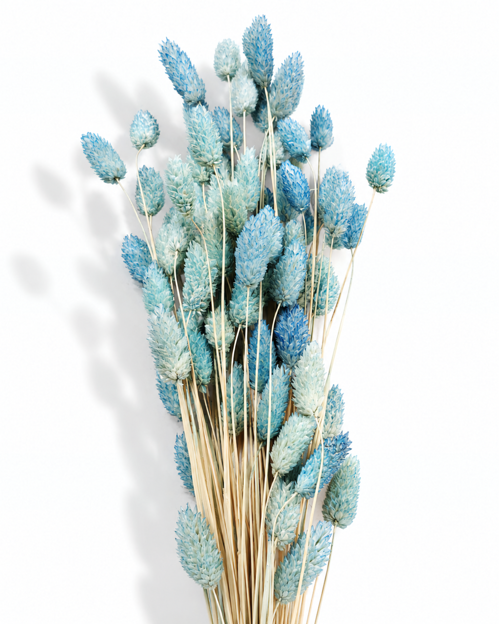 Vertical shot of dusty blue dried Phalaris canary grass stems bound together.
