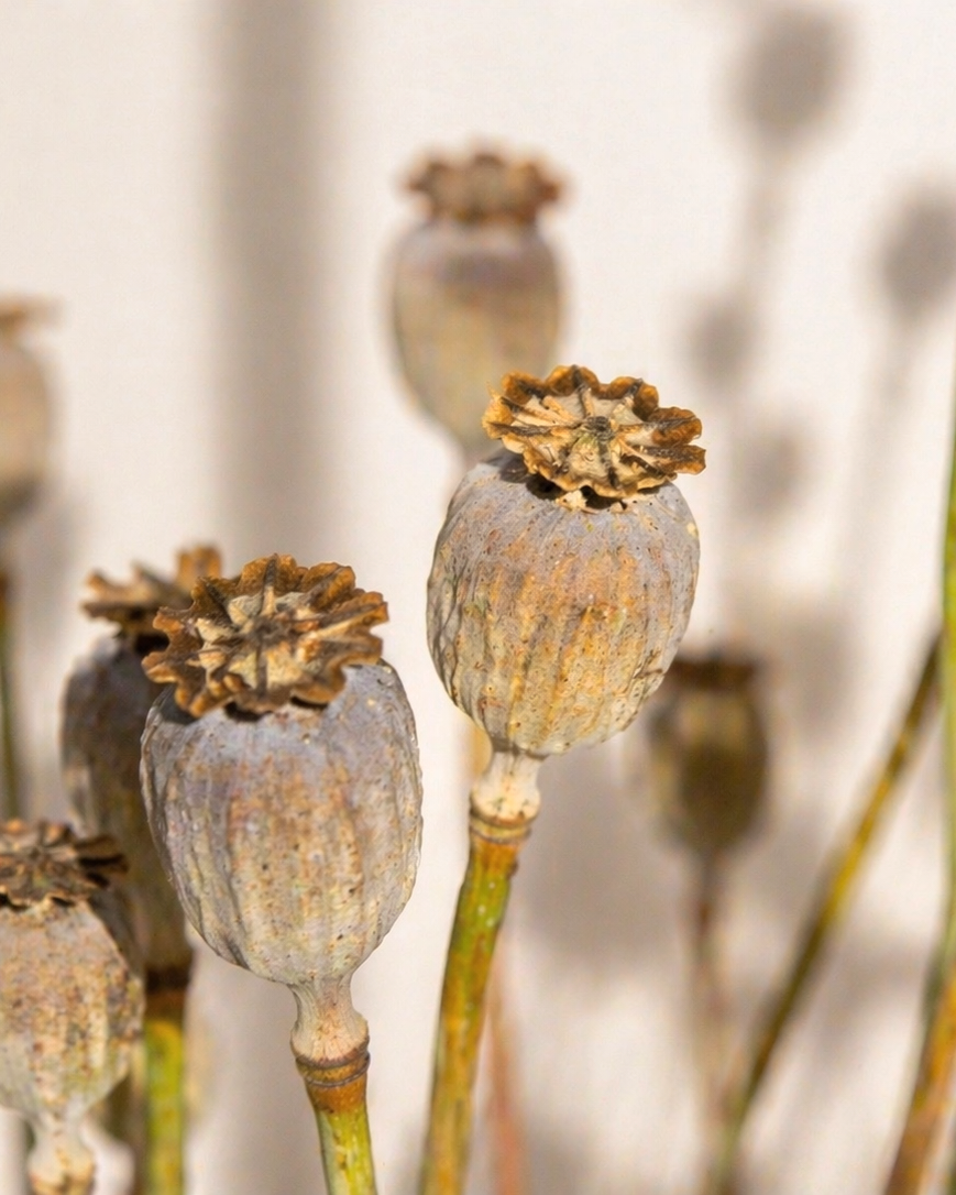 Natural Dried Poppy Pods Bouquet