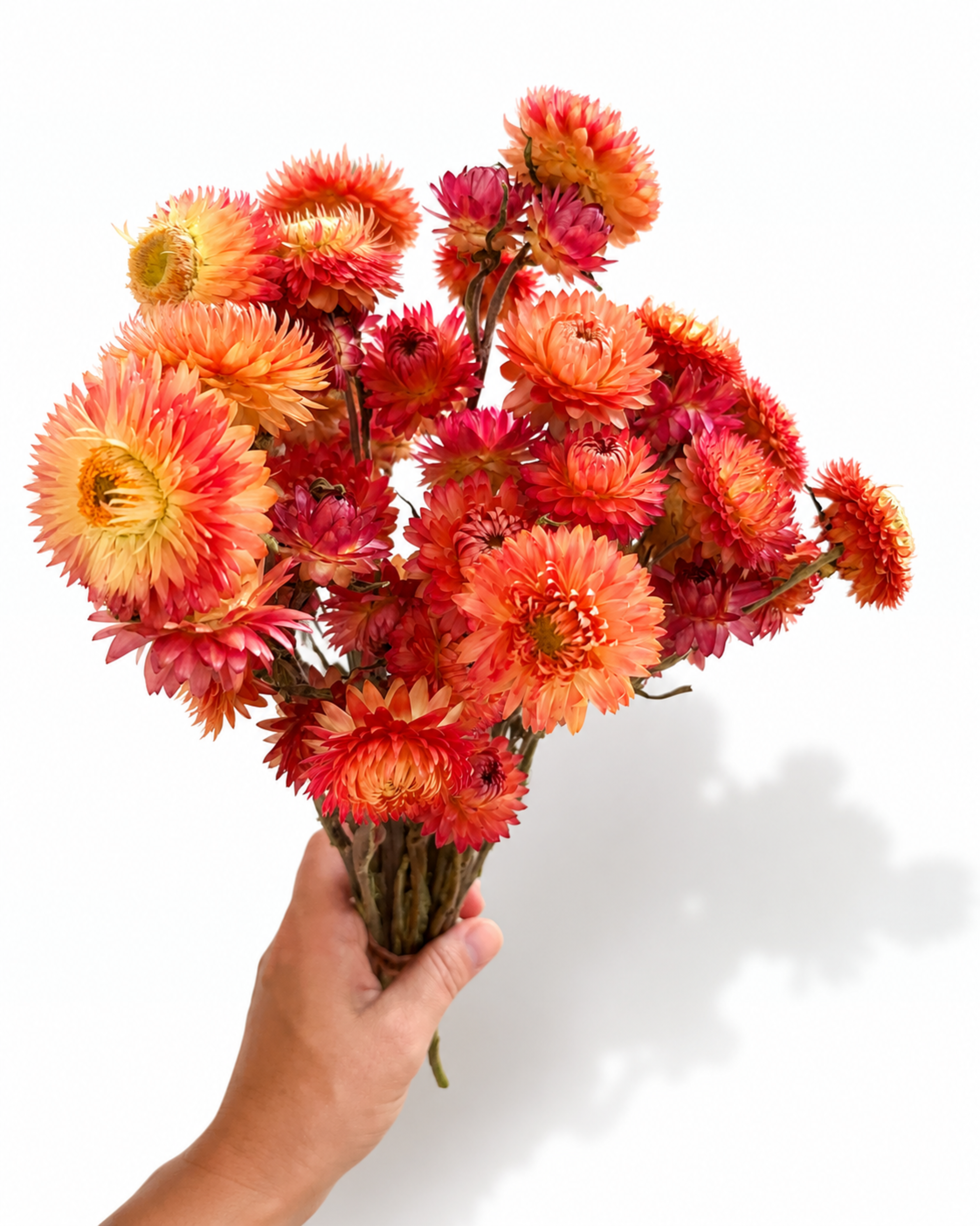 Vibrant burnt amber and terracotta strawflower heads texture for boho wedding floral arrangements