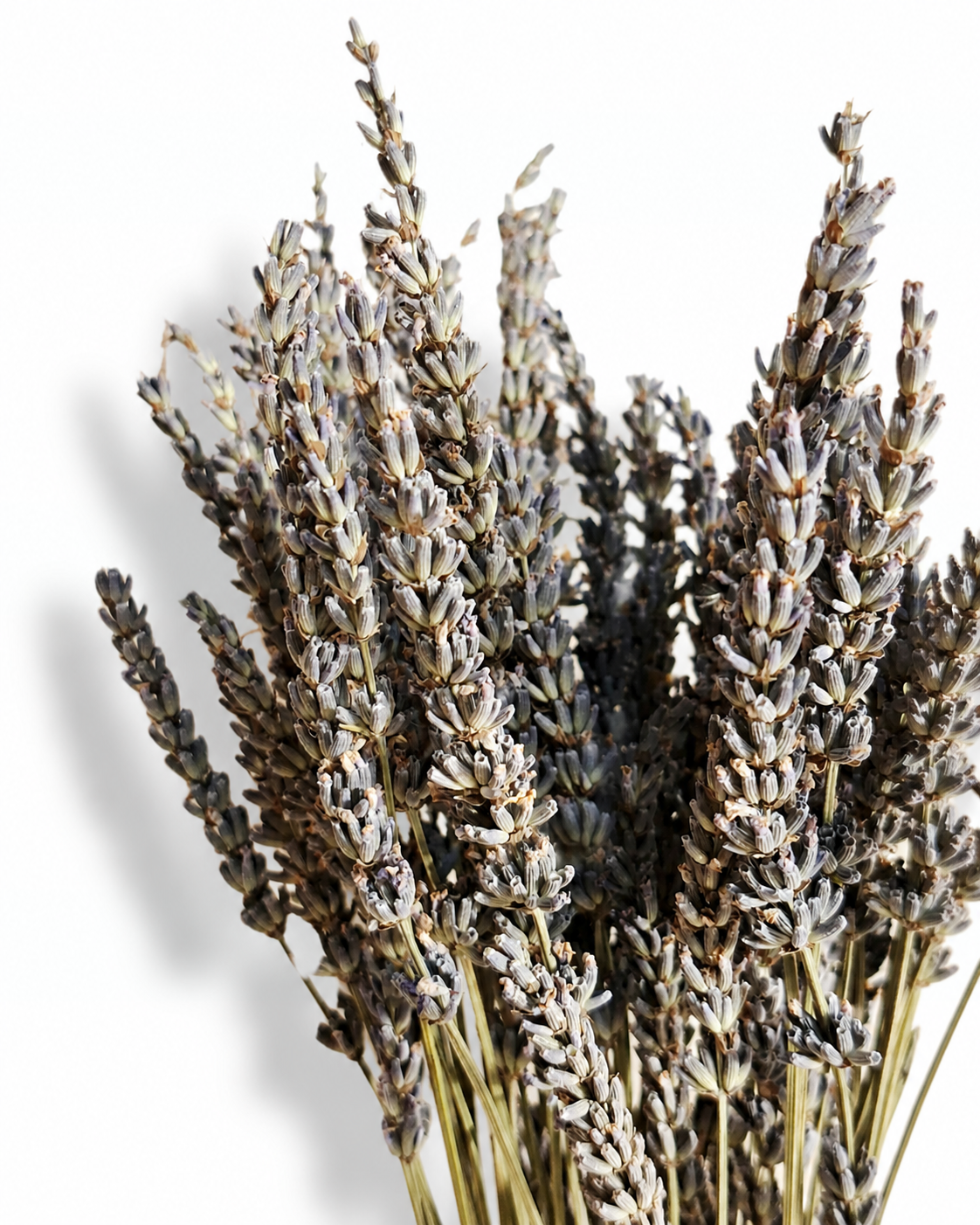 Detailed close-up shot of dense natural purple dried lavender flower heads and stems.
