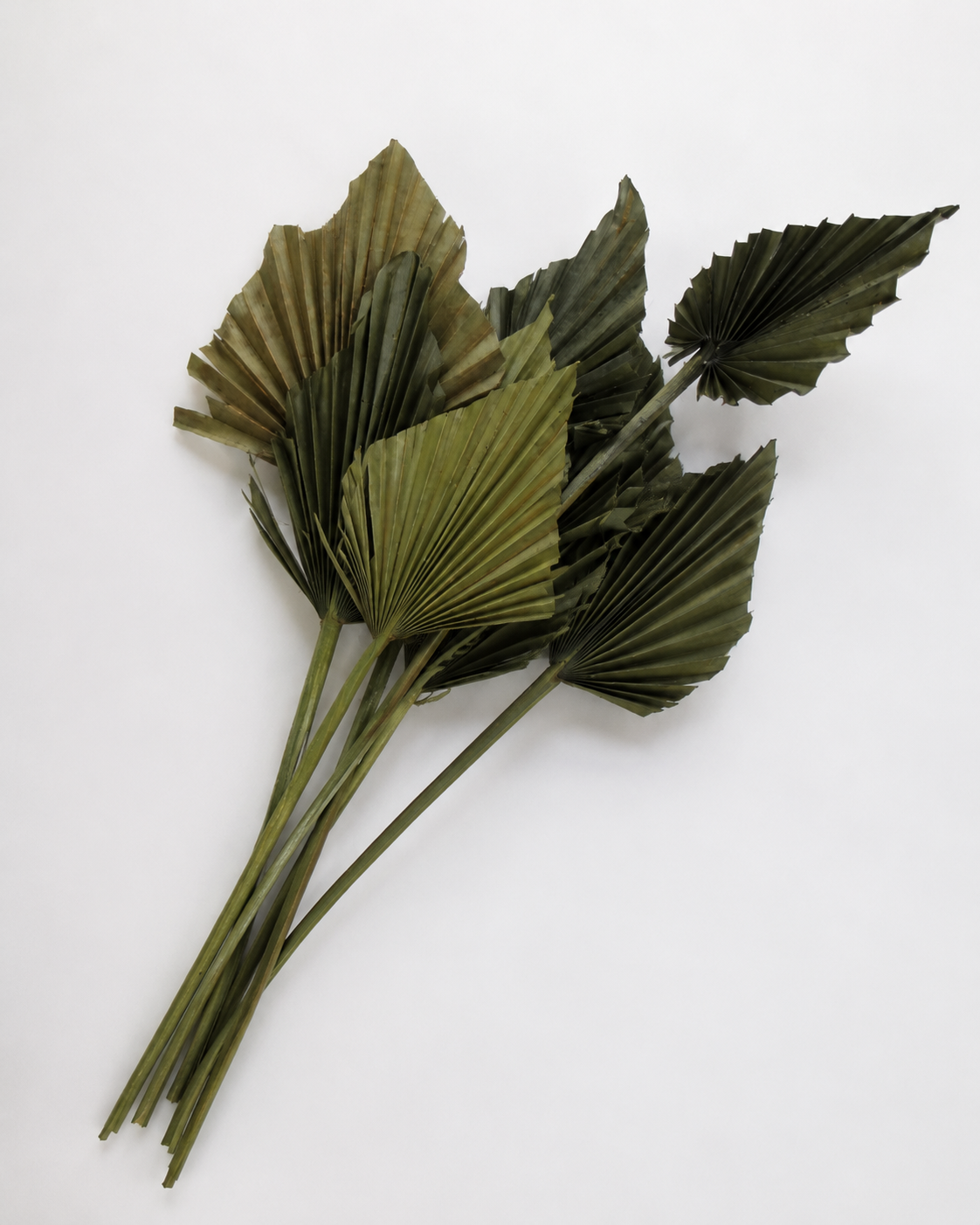 Dried Palm spear  Kaki