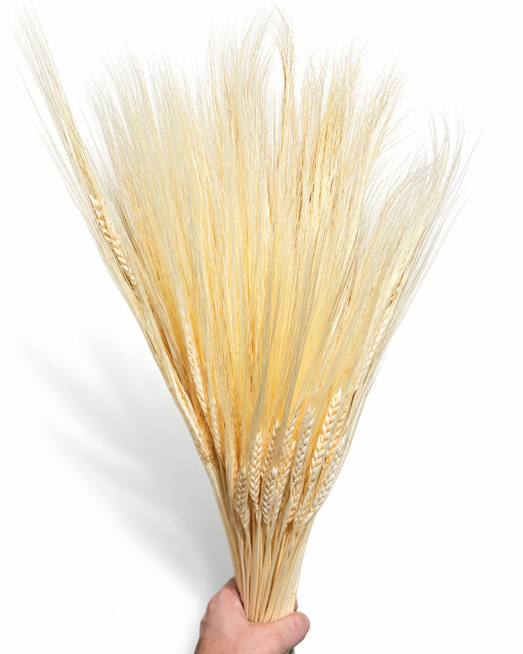 Dried Cream Bleached Barley Stems 25 Stems - Natural Wheat 50-55cm