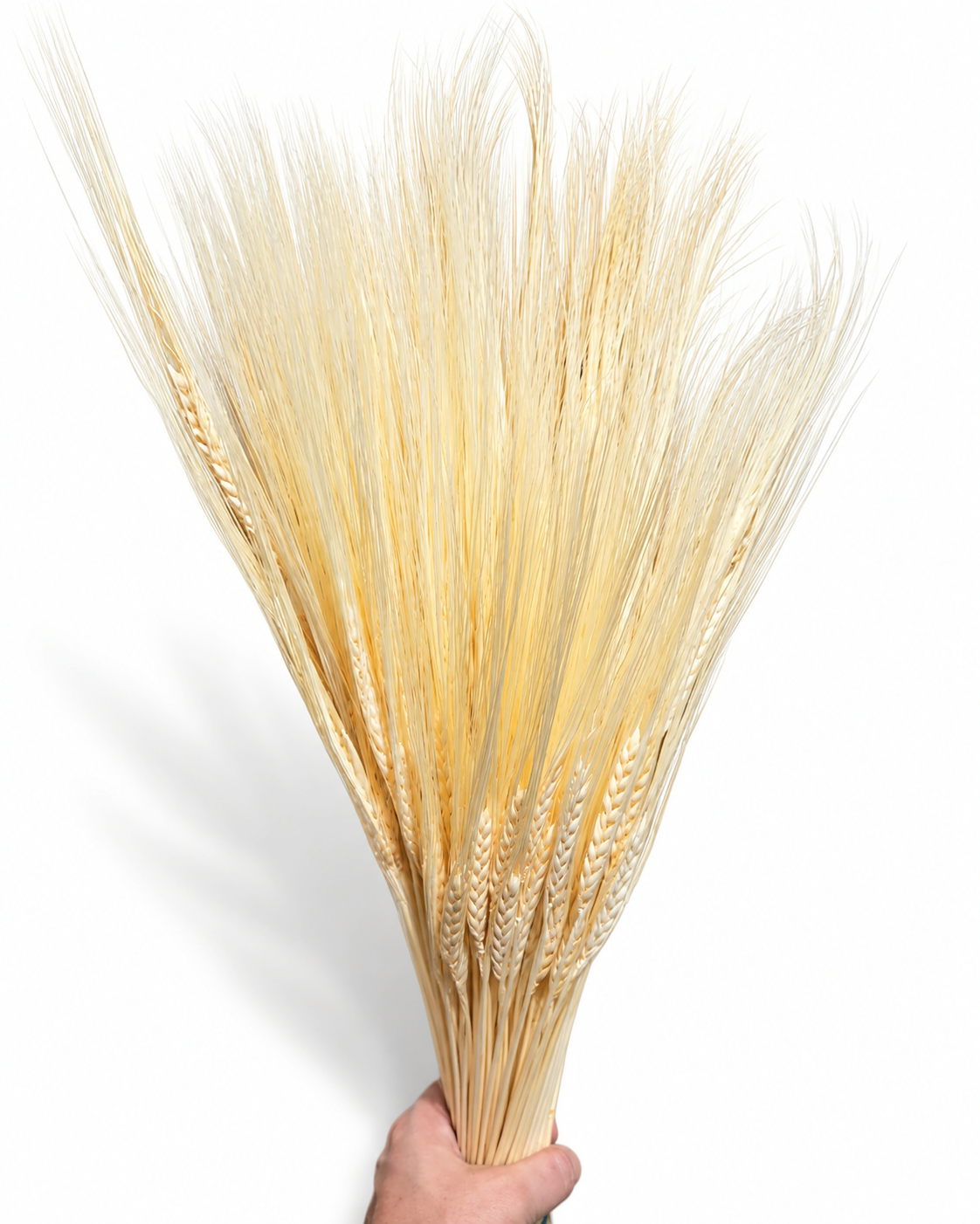 Dried Cream Bleached Barley Stems 25 Stems - Natural Wheat 50-55cm