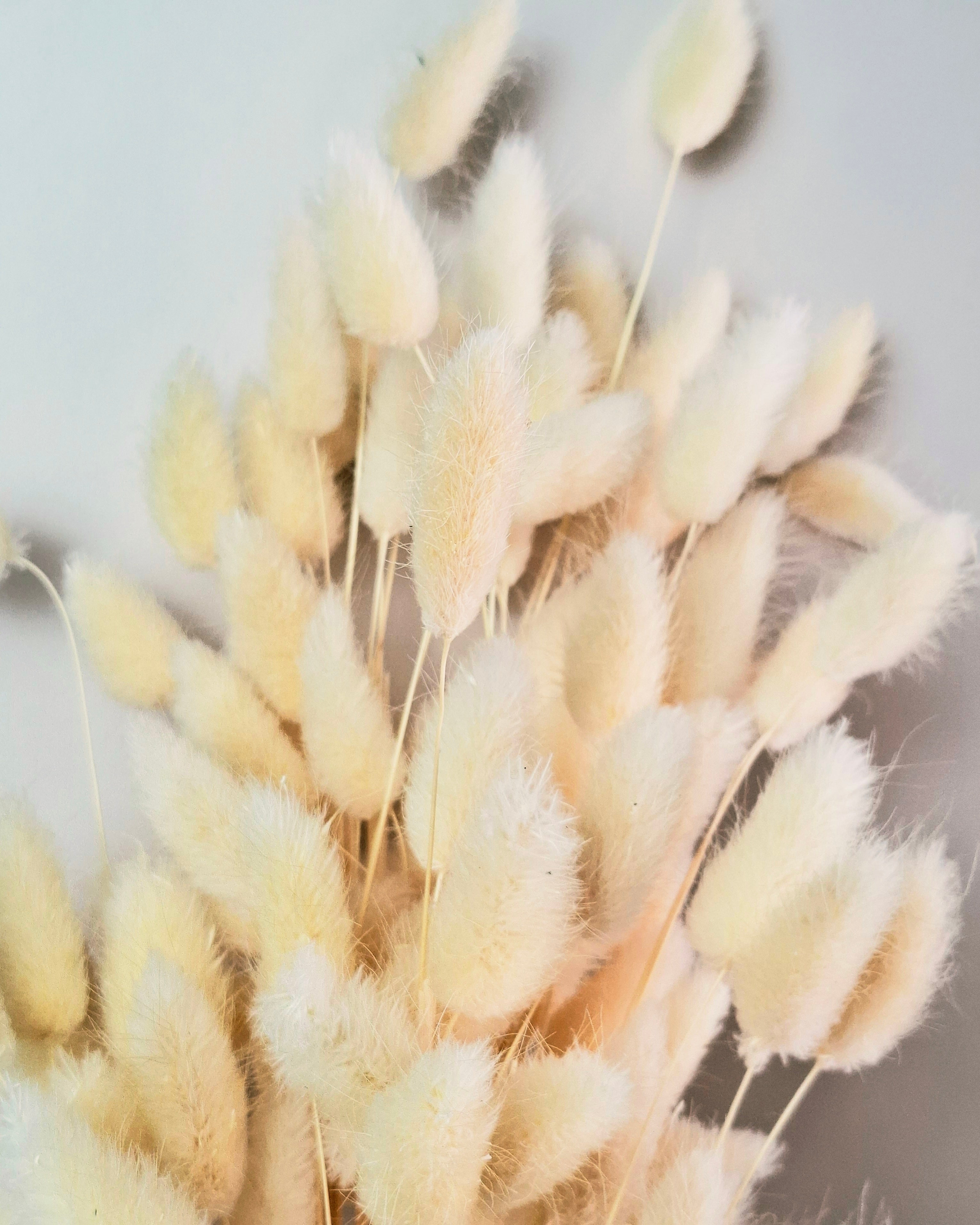 Soft Pink Lagurus Stems