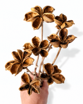 Lotus Style Seed Pods