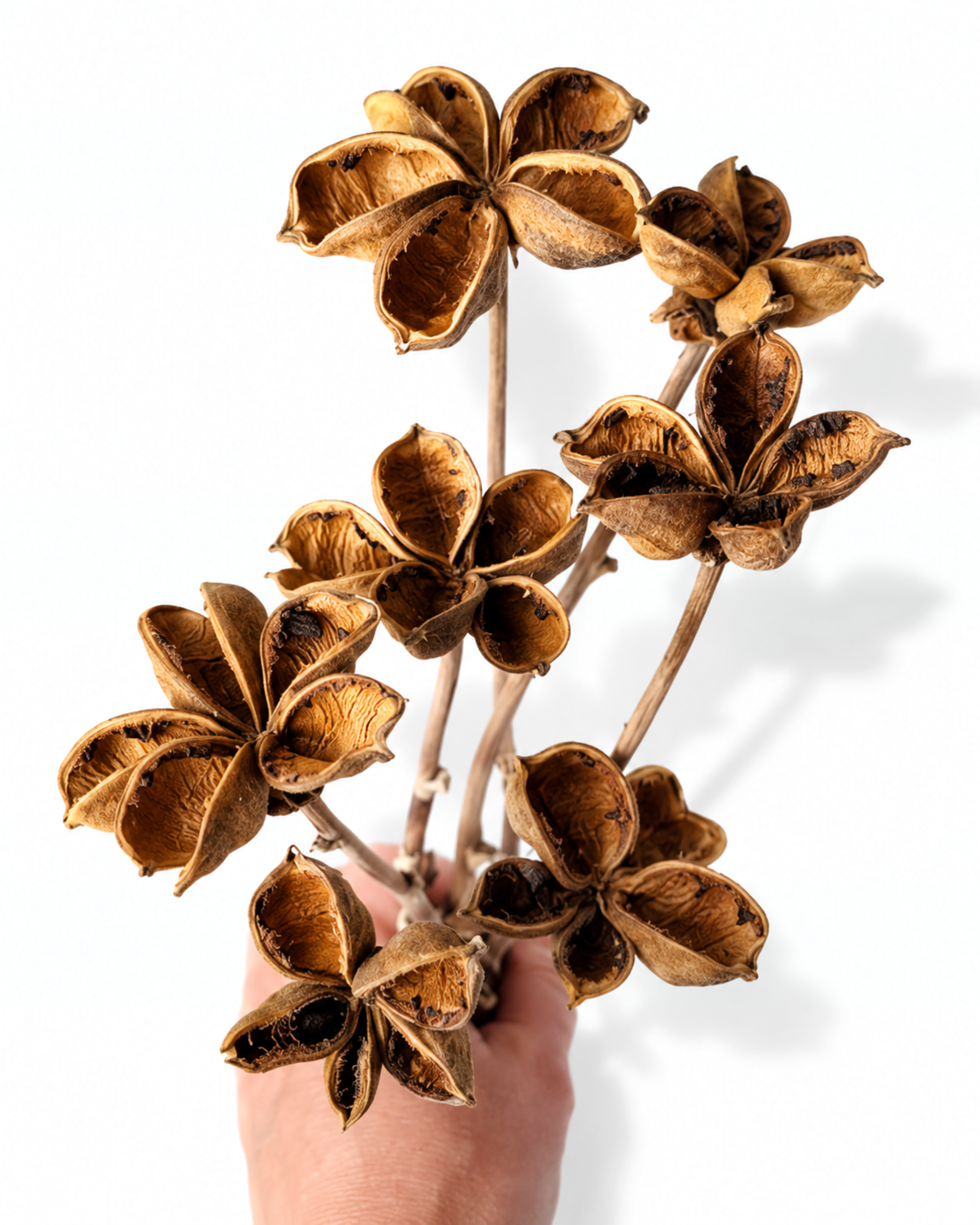 Lotus Style Seed Pods