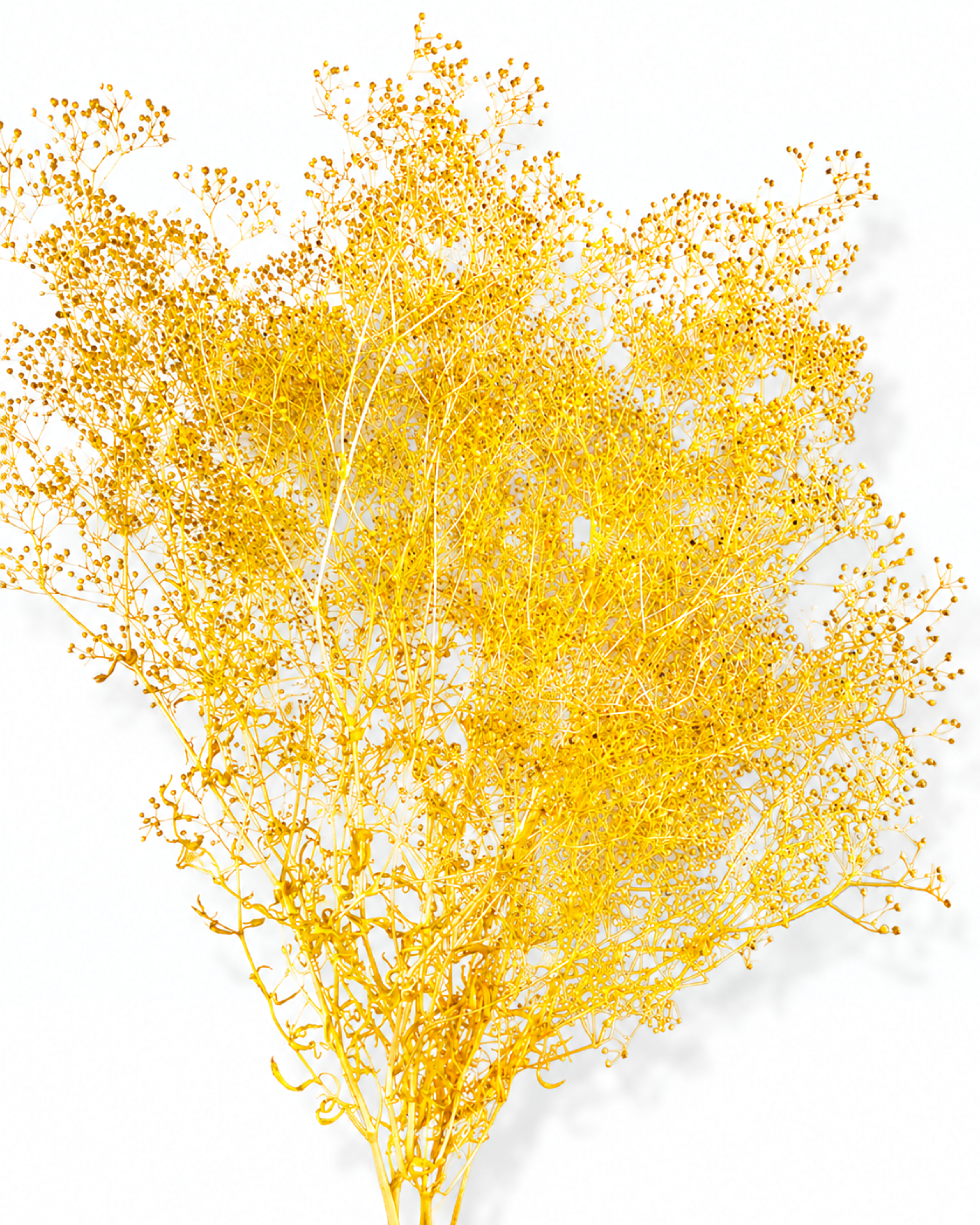 A full, fluffy bunch of premium preserved Yellow Gypsophila stems (Baby's Breath) featuring hundreds of tiny sunny blossoms.
