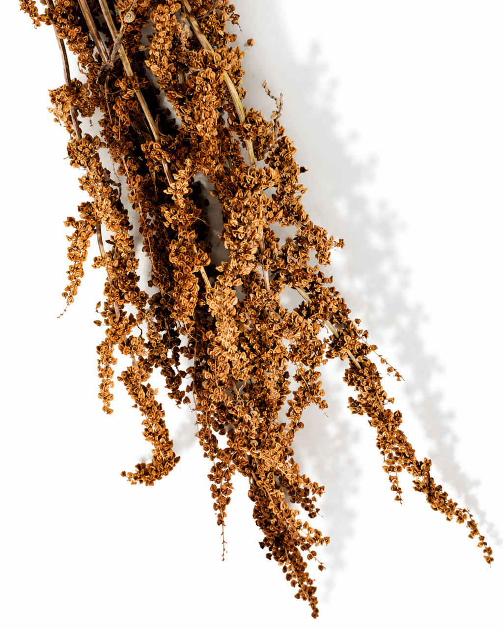 Brick Brown Wild Dock Stems