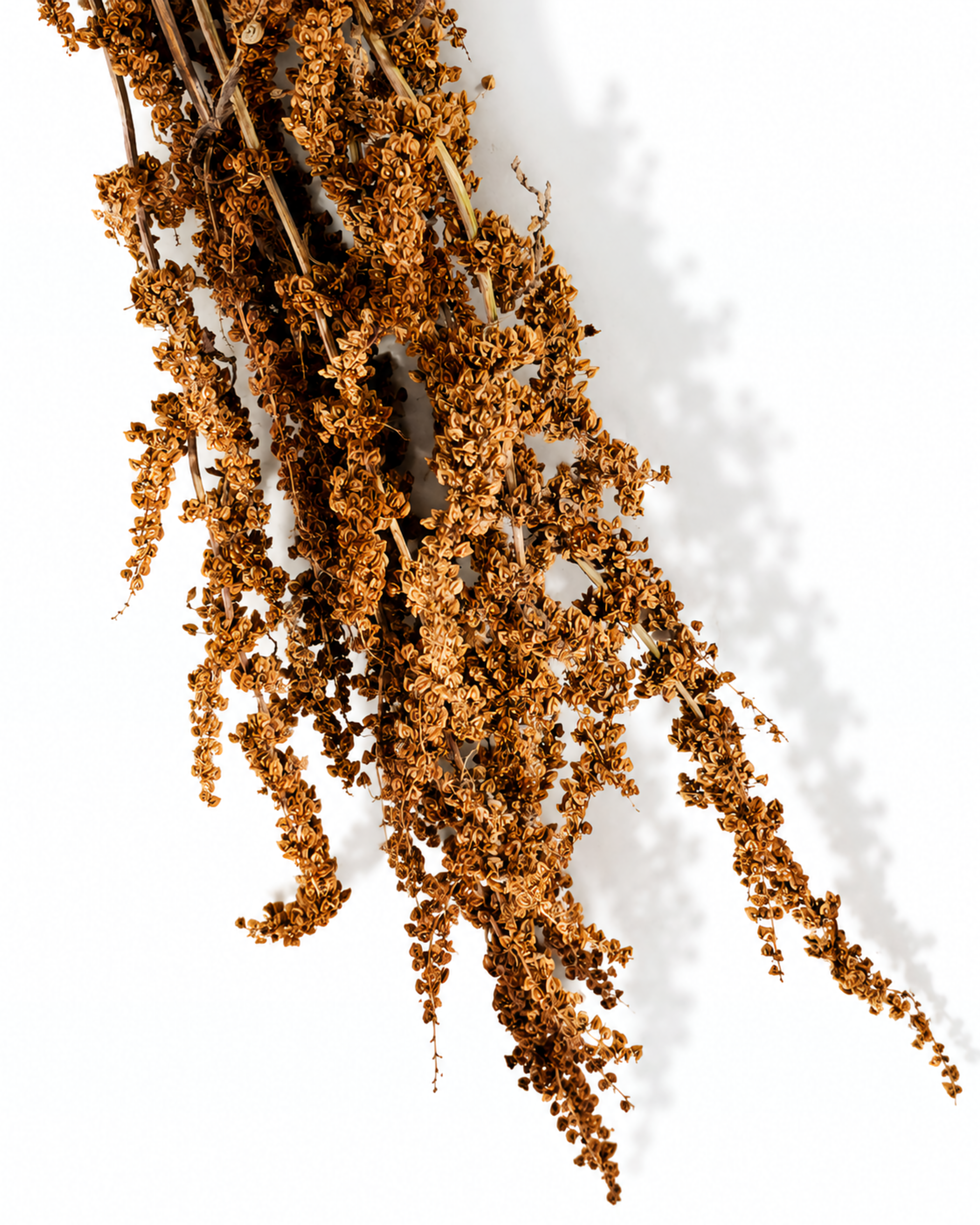 Brick Brown Wild Dock Stems