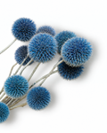 Dried Blue Echinops Stems - 10 Globe Thistle Flowers