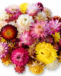 Colorful Helichrysum Flower Heads