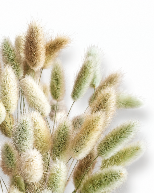 Natural preserved Lagurus bouquet 50 stems for Scandinavian botanical floral design
