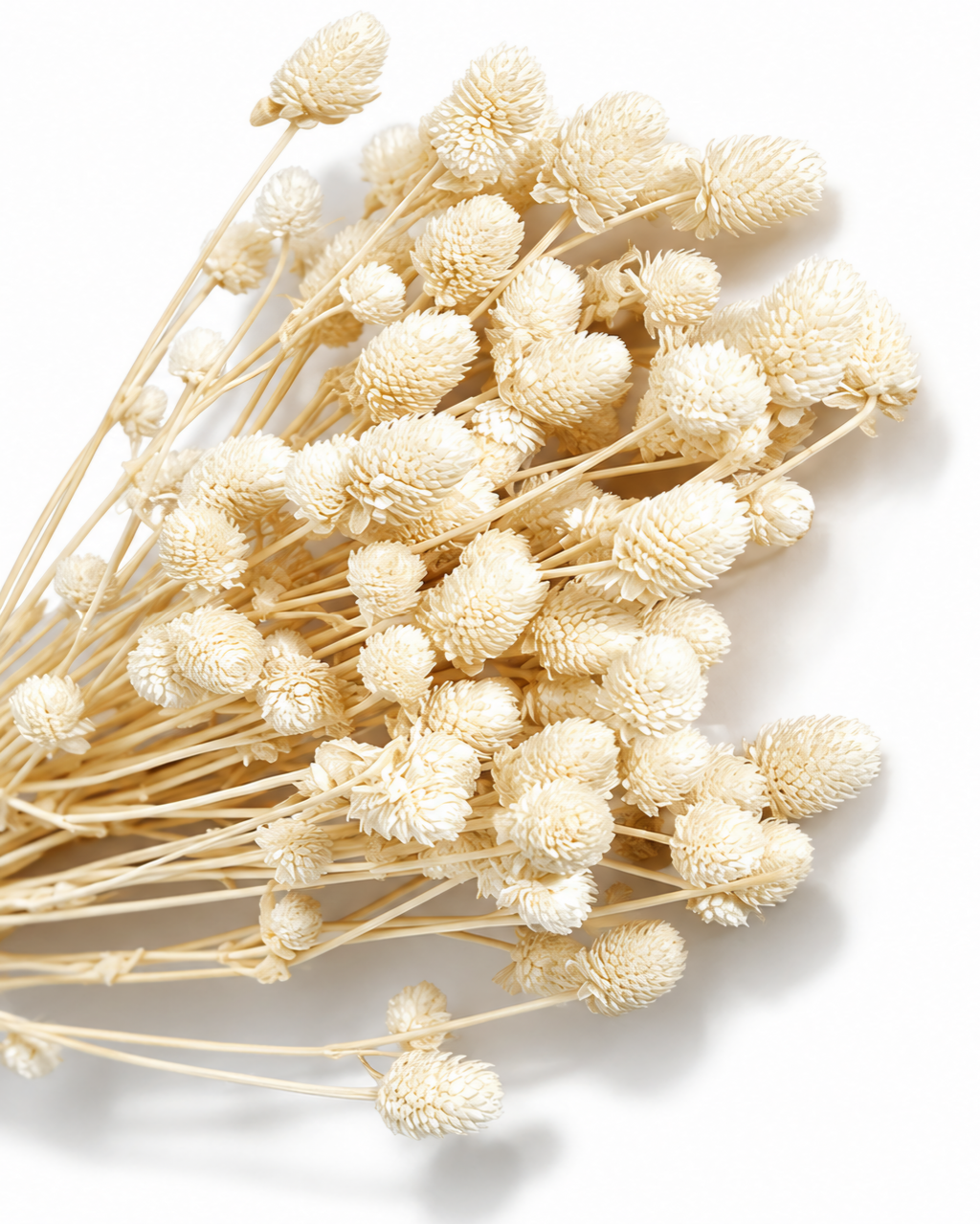 Cream White Gomphrena
