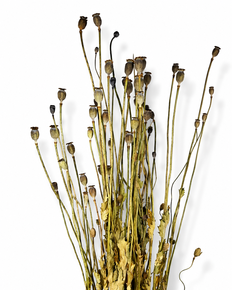 Natural Dried Poppy Bouquet