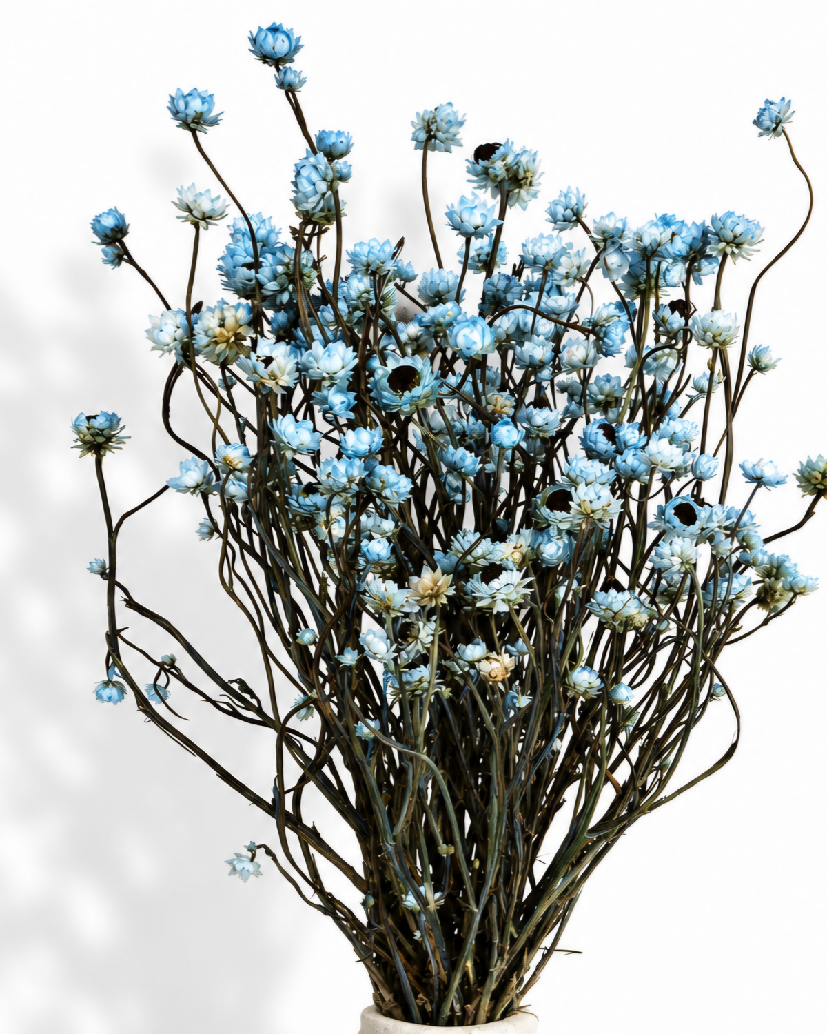 Stabilized Baby Blue Ammobium Bouquet 35-40cm - Blue Dried Flowers