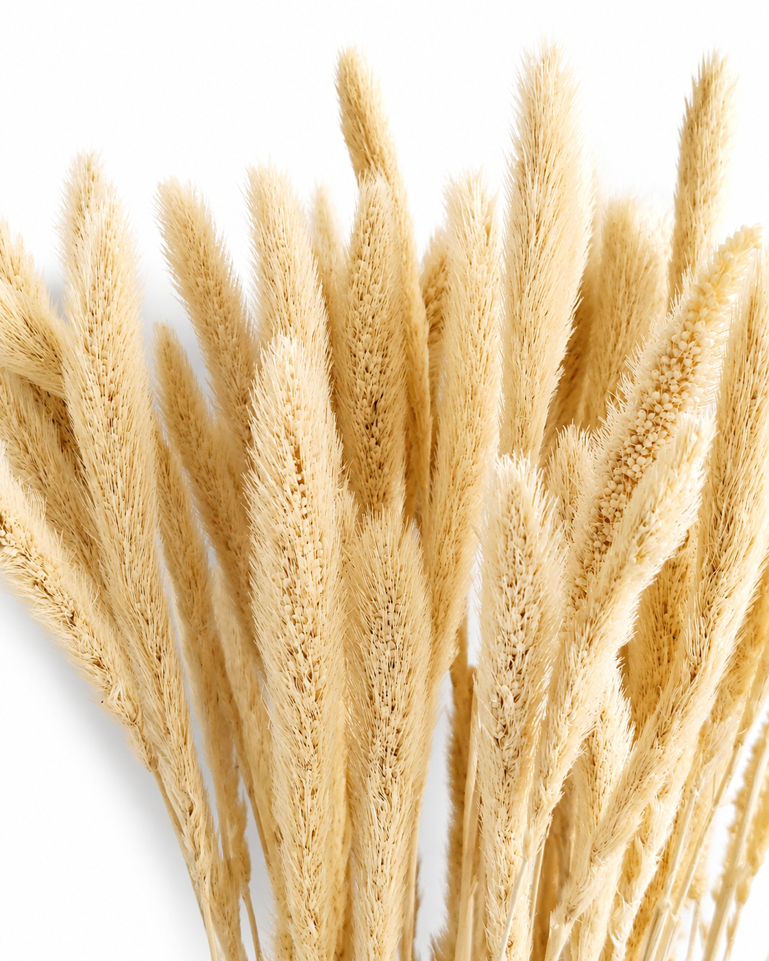 Detailed view of soft natural beige Setaria seed heads showcasing fluffy botanical texture on a clean white backdrop.
