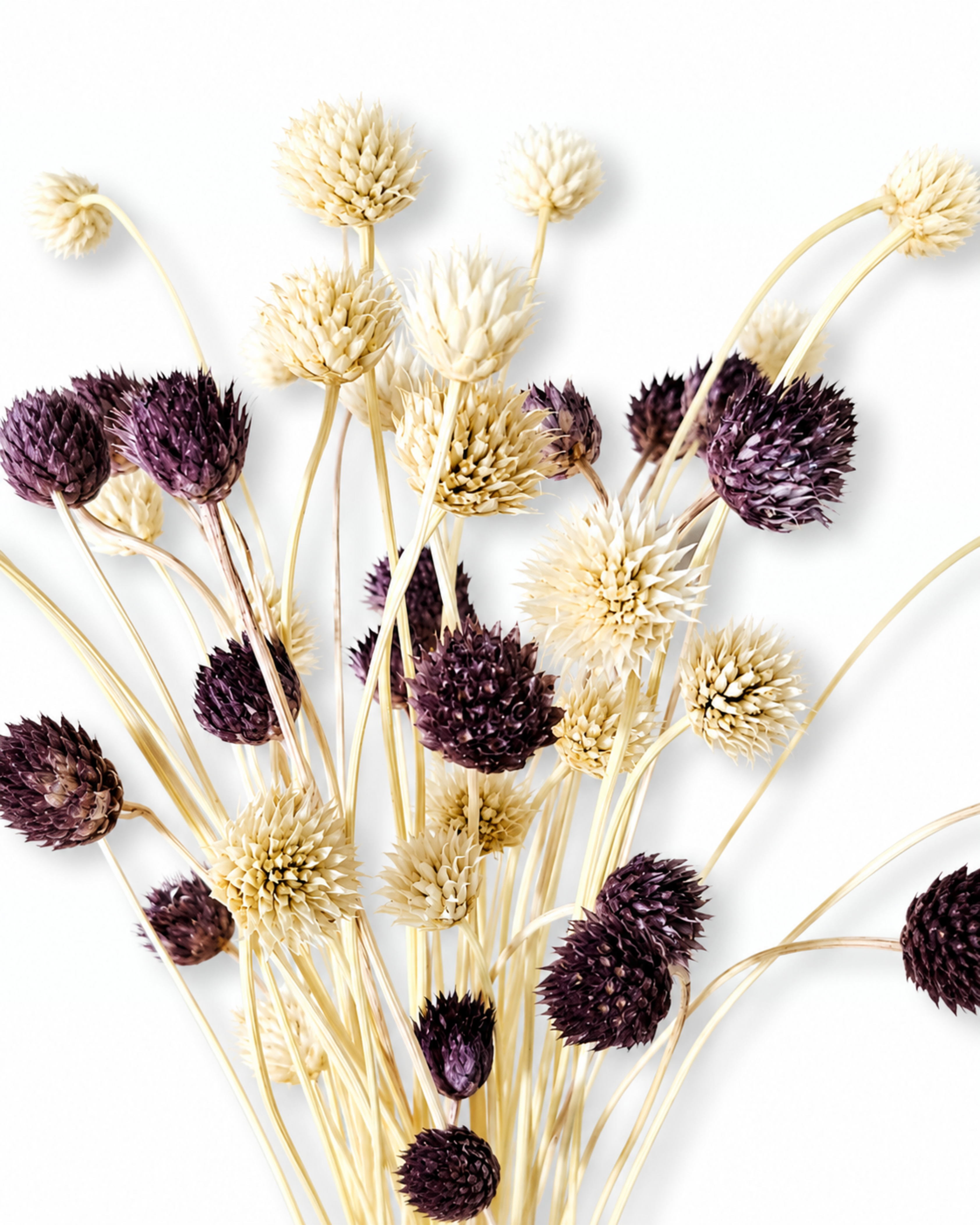 Close-up video frame showing texture of deep purple and cream dried Cephalaria flower stems.
