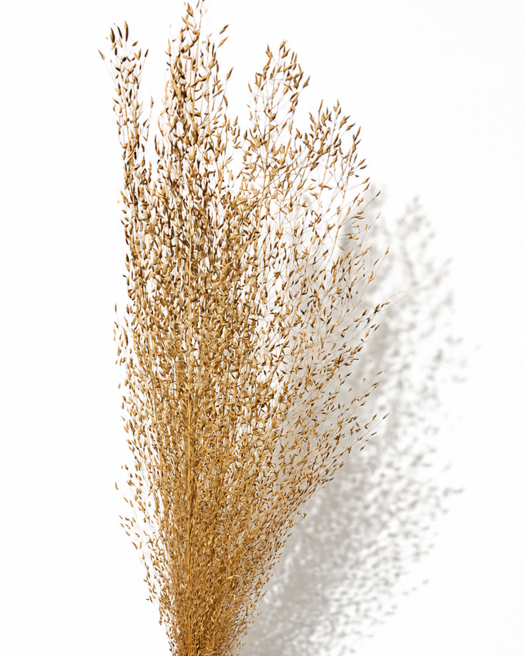 Tall Dried Rice Grass Bundle - Beige Natural Grass Stems