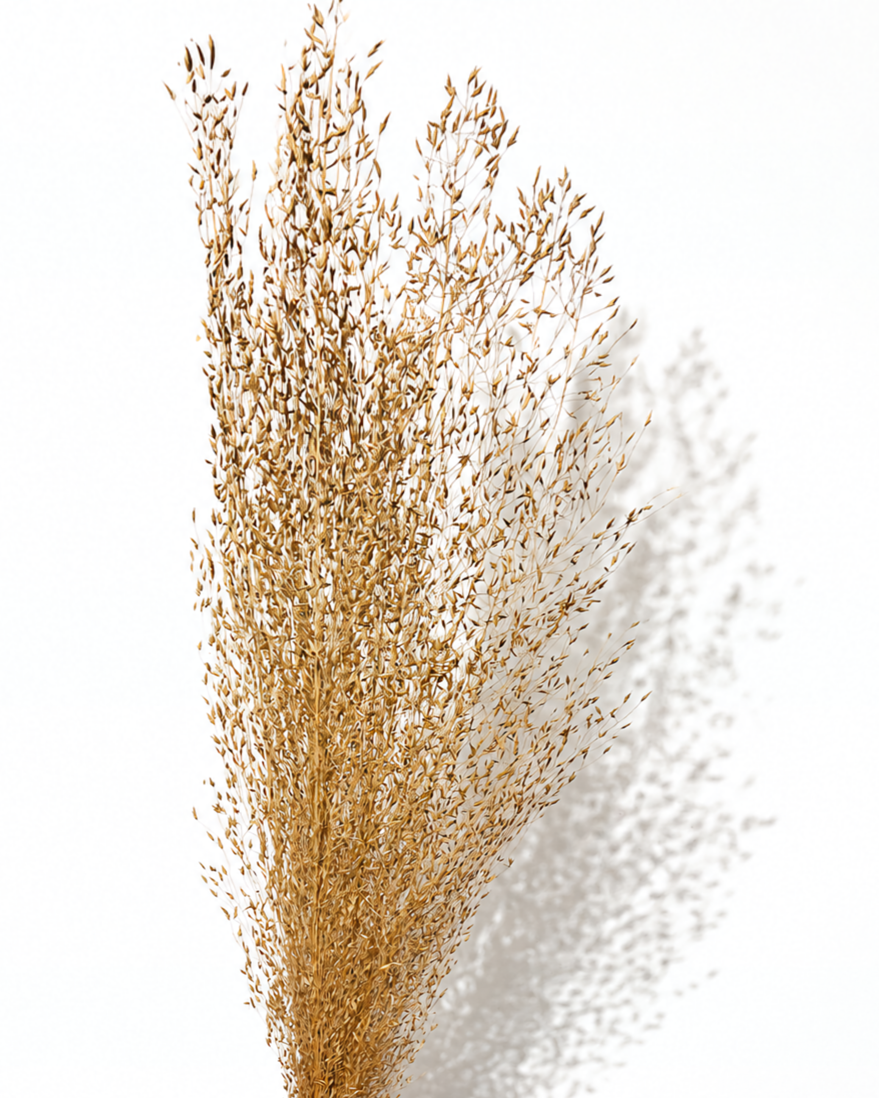 Tall Dried Rice Grass Bundle - Beige Natural Grass Stems