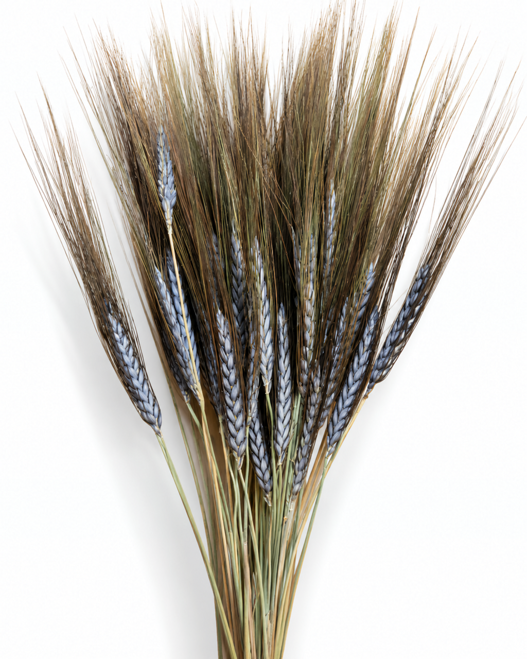 Dried Natural Black Grain Wheat 25 Stems - 50-55cm Bunch