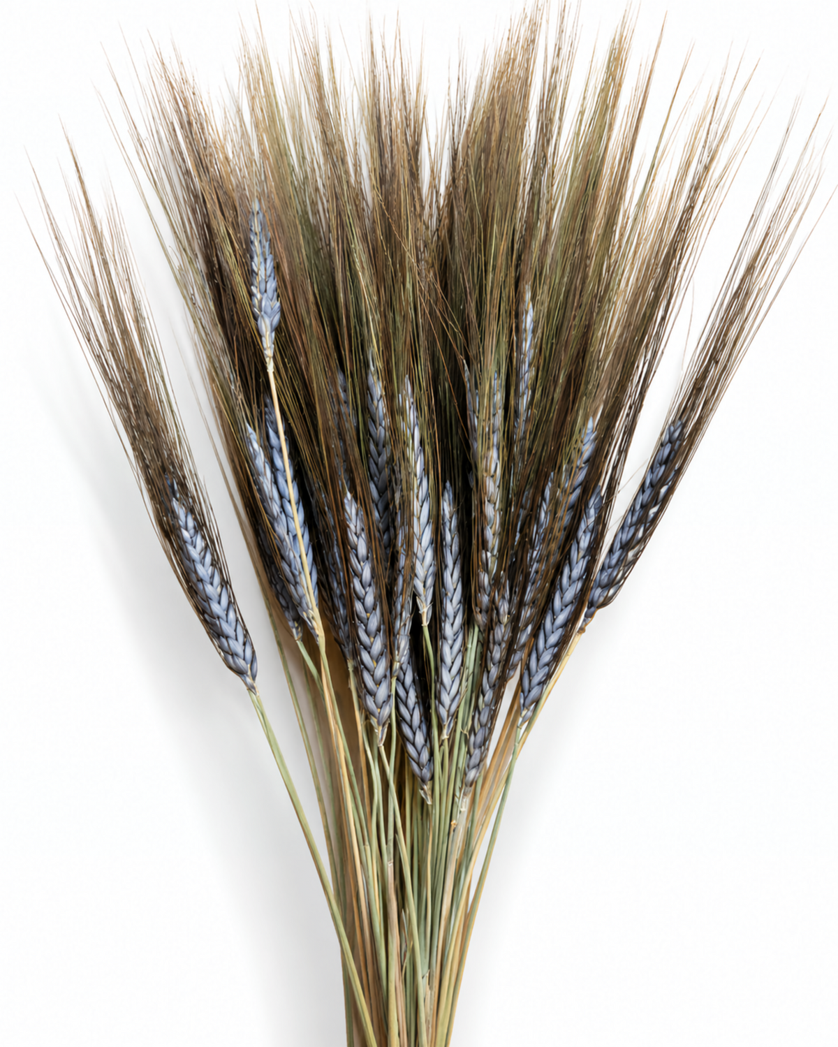Dried Natural Black Grain Wheat 25 Stems - 50-55cm Bunch