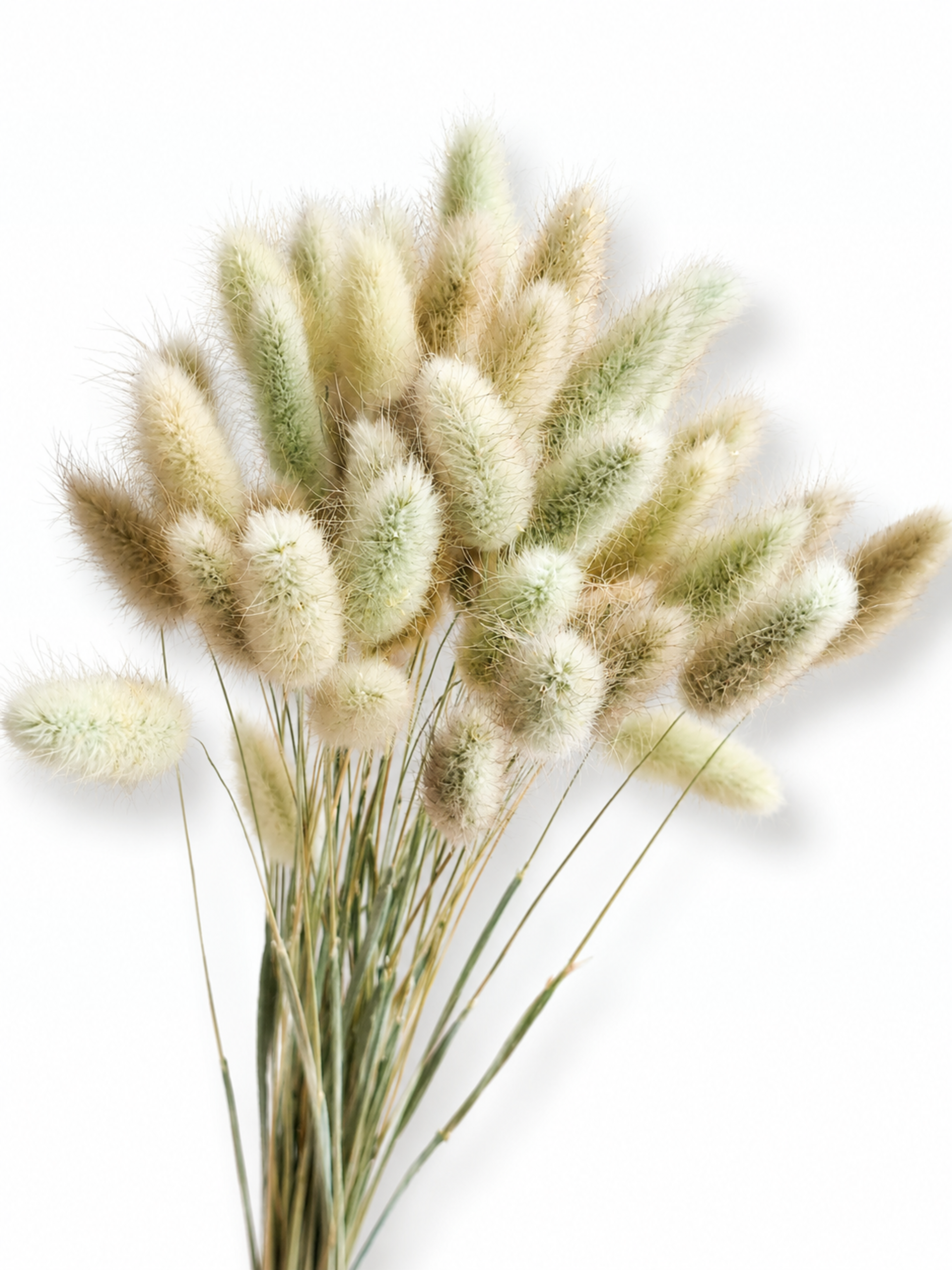 Beige Bunny Tail Grass