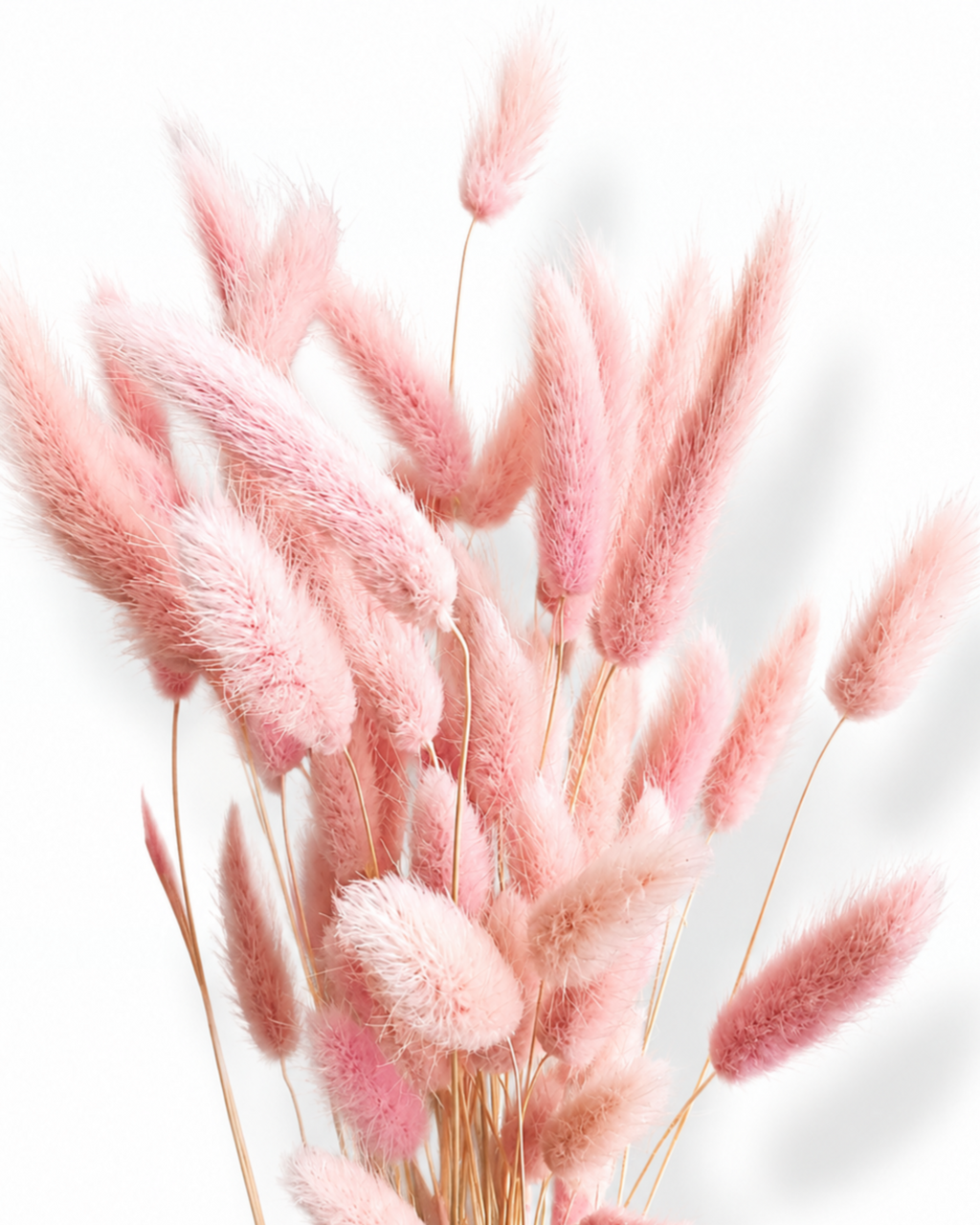 Close-up of soft baby pink preserved Lagurus stems showing fluffy bunny tail textures.
