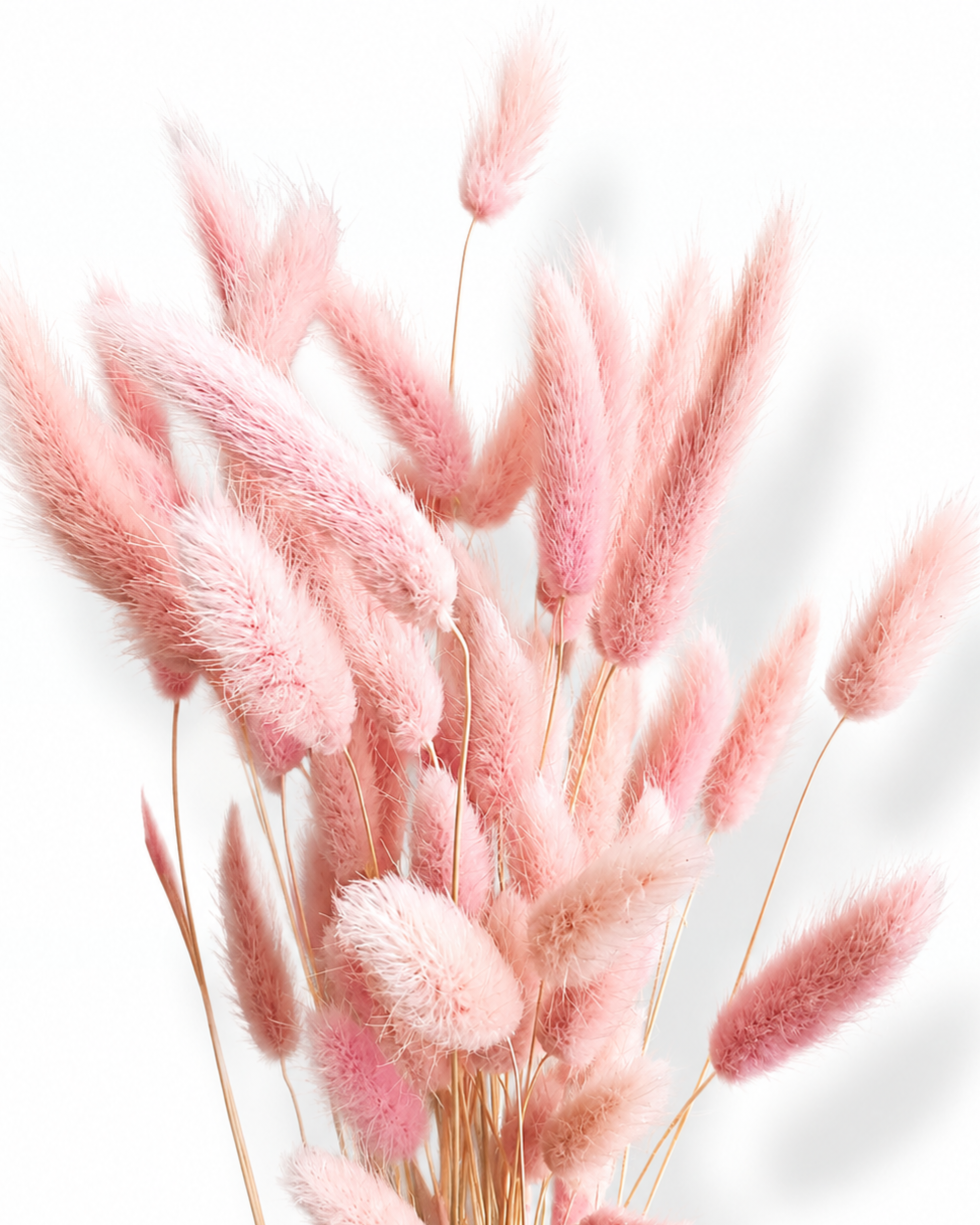 Close-up of soft baby pink preserved Lagurus stems showing fluffy bunny tail textures.
