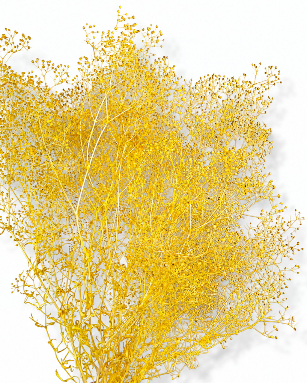 Yellow Preserved Gypsophila Stems