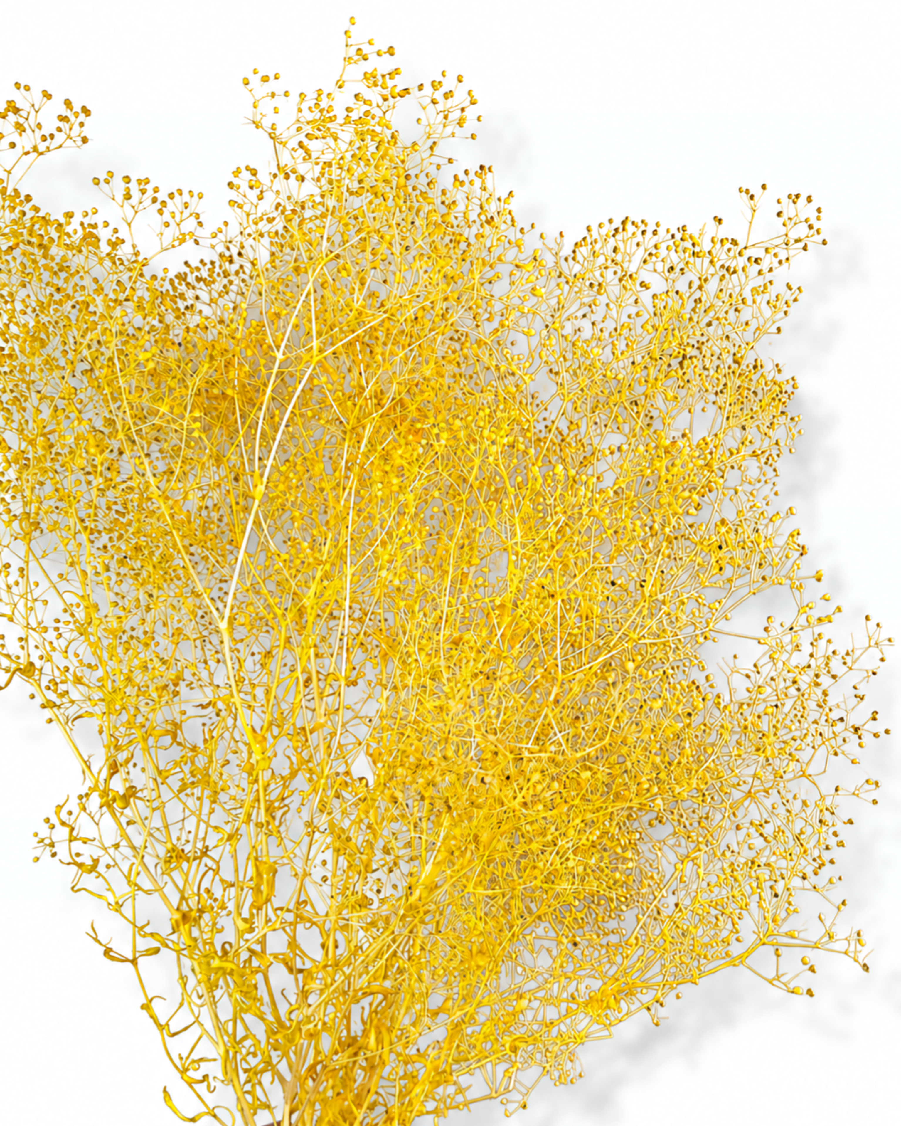 Yellow Preserved Gypsophila Stems