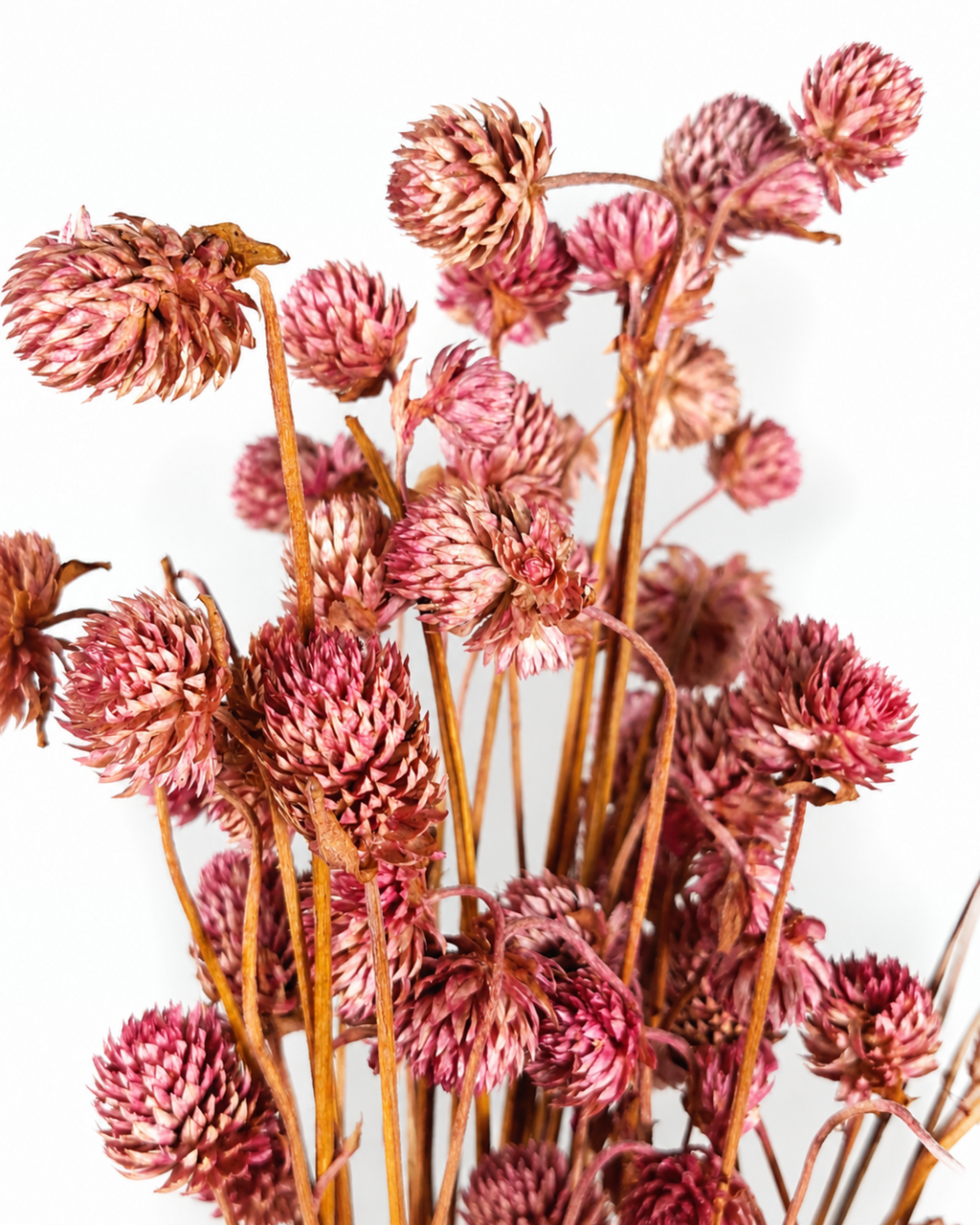 Detailed texturized details of tiny rounded blossoms on pink preserved gomphrena flowers
