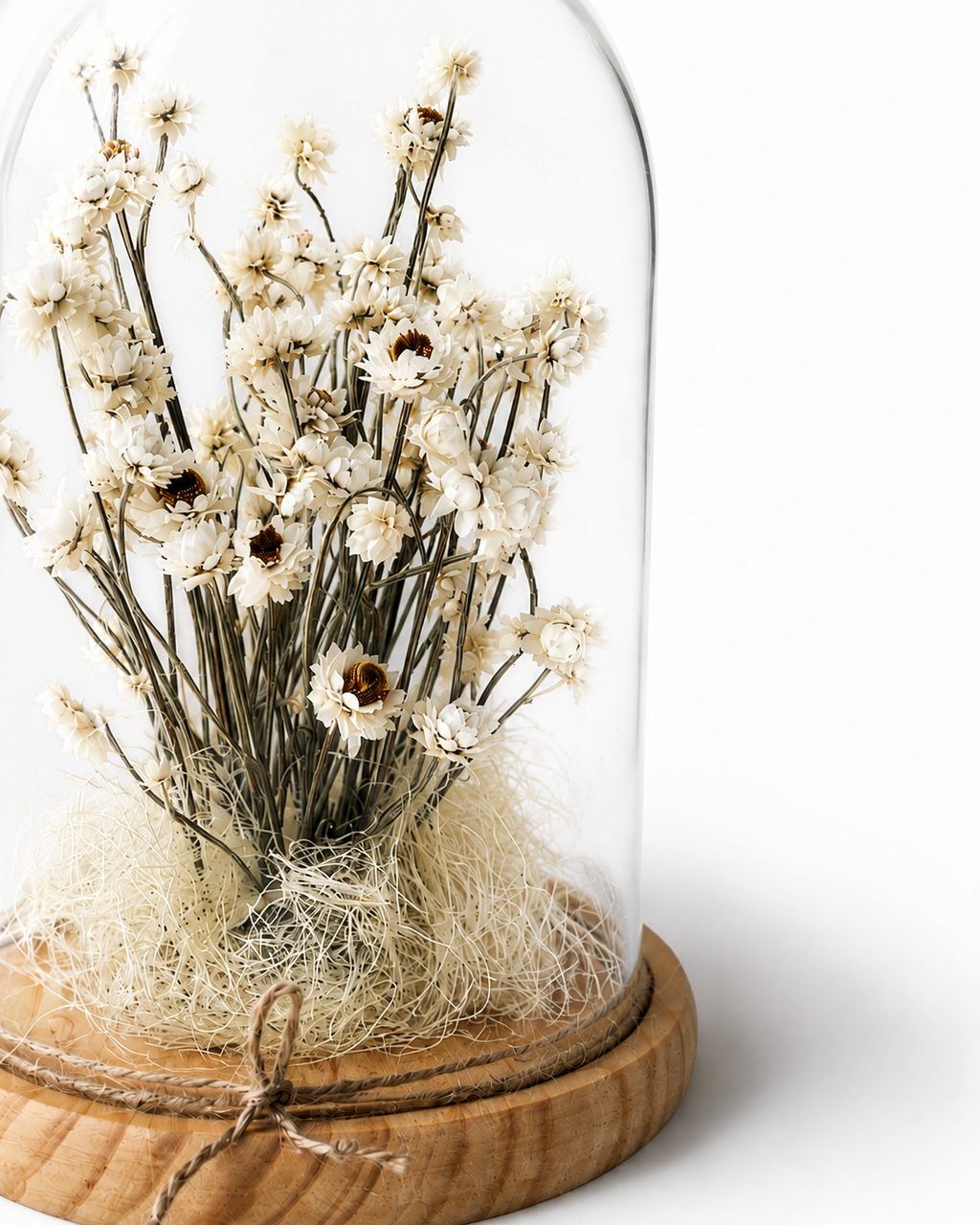 White Preserved Ammobium Under Glass Dome