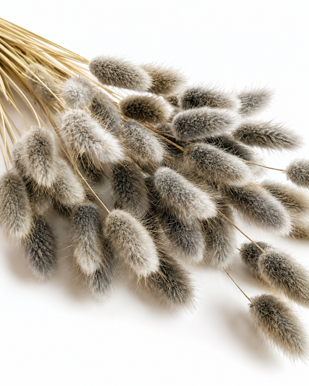 Preserved Dark Grey Lagurus Stems - Soft Ash Bunny Tails