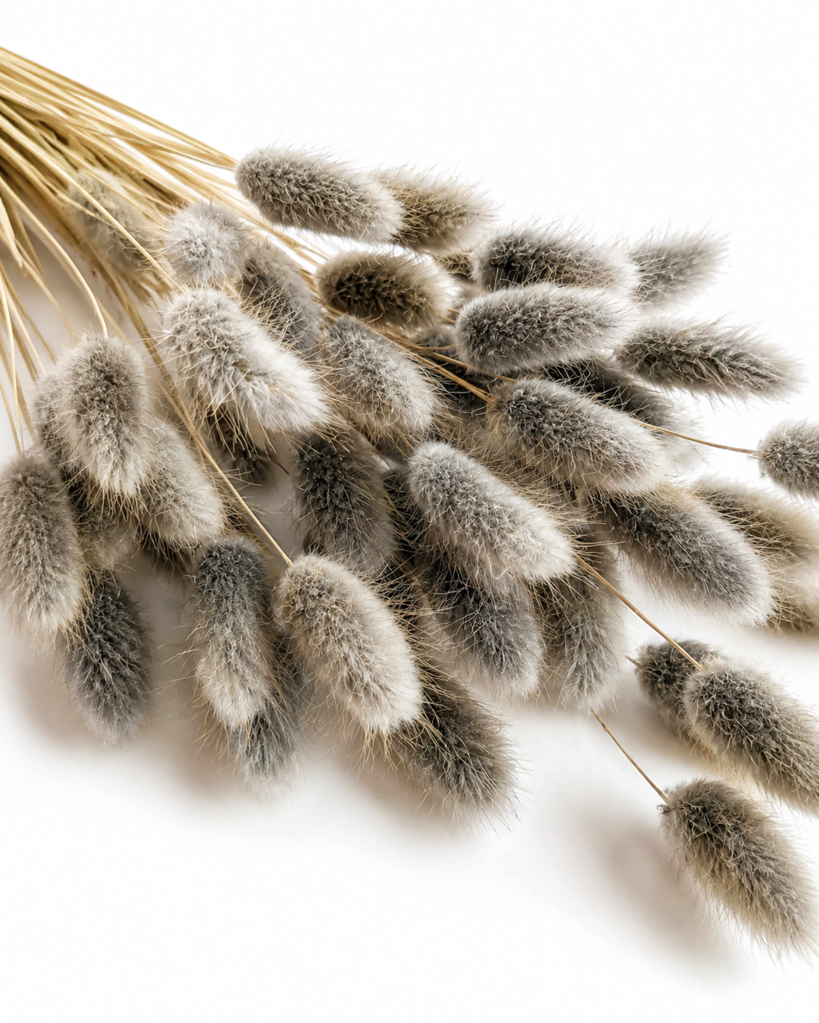 Preserved Dark Grey Lagurus Stems - Soft Ash Bunny Tails