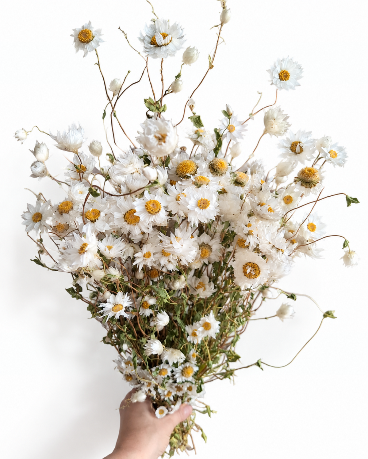 Dried White Rodanthe Daisy Stems - Natural Dried Daisy Flowers Bunch 90-100g
