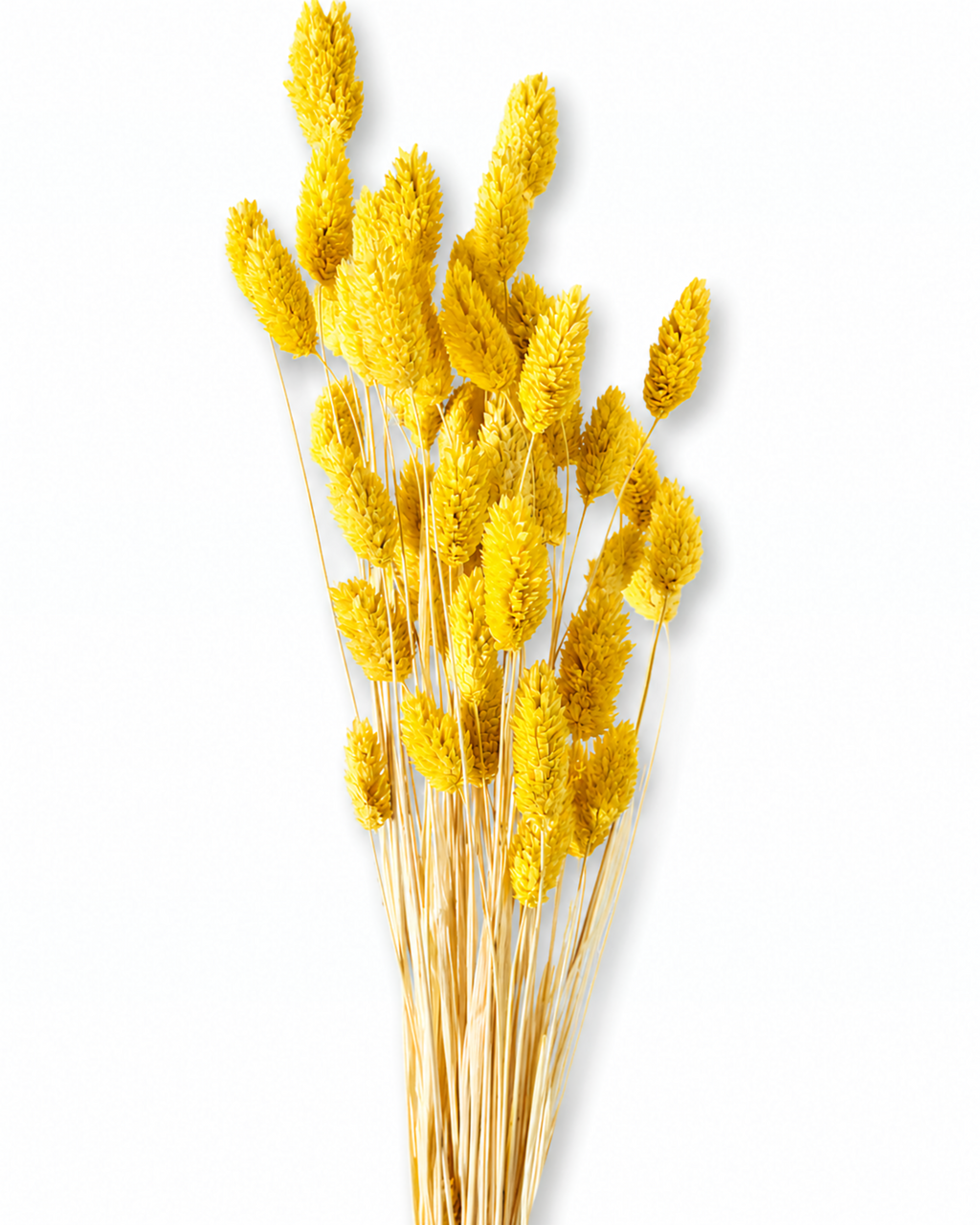 A bouquet of bright yellow canary grass stems showing slender stems and plump seed heads against a clean white background.
