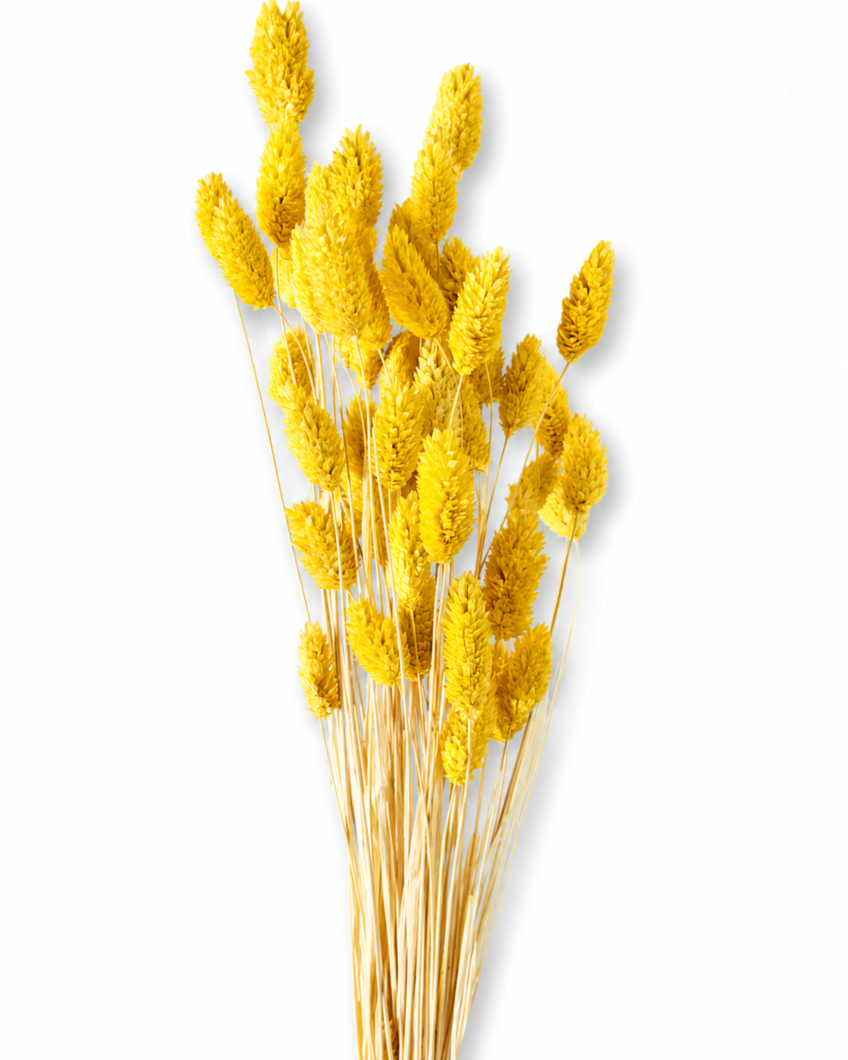 A bouquet of bright yellow canary grass stems showing slender stems and plump seed heads against a clean white background.
