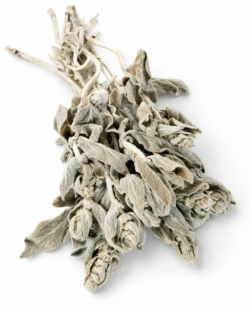 Preserved Lamb's Ear Stems