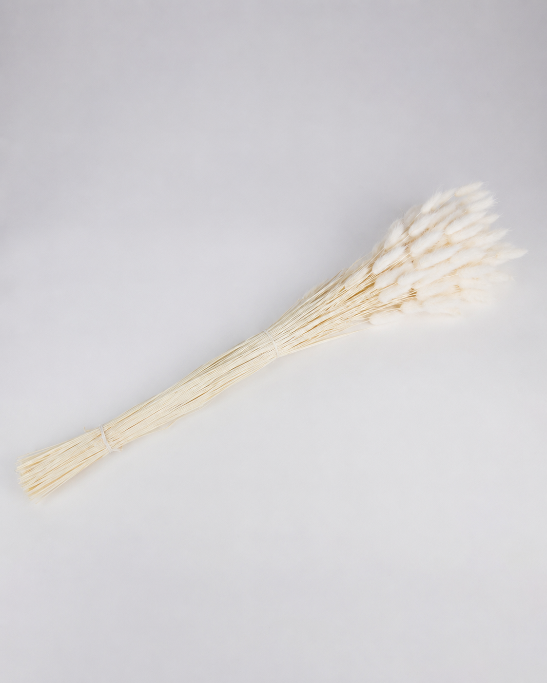 White Lagurus Wholesale