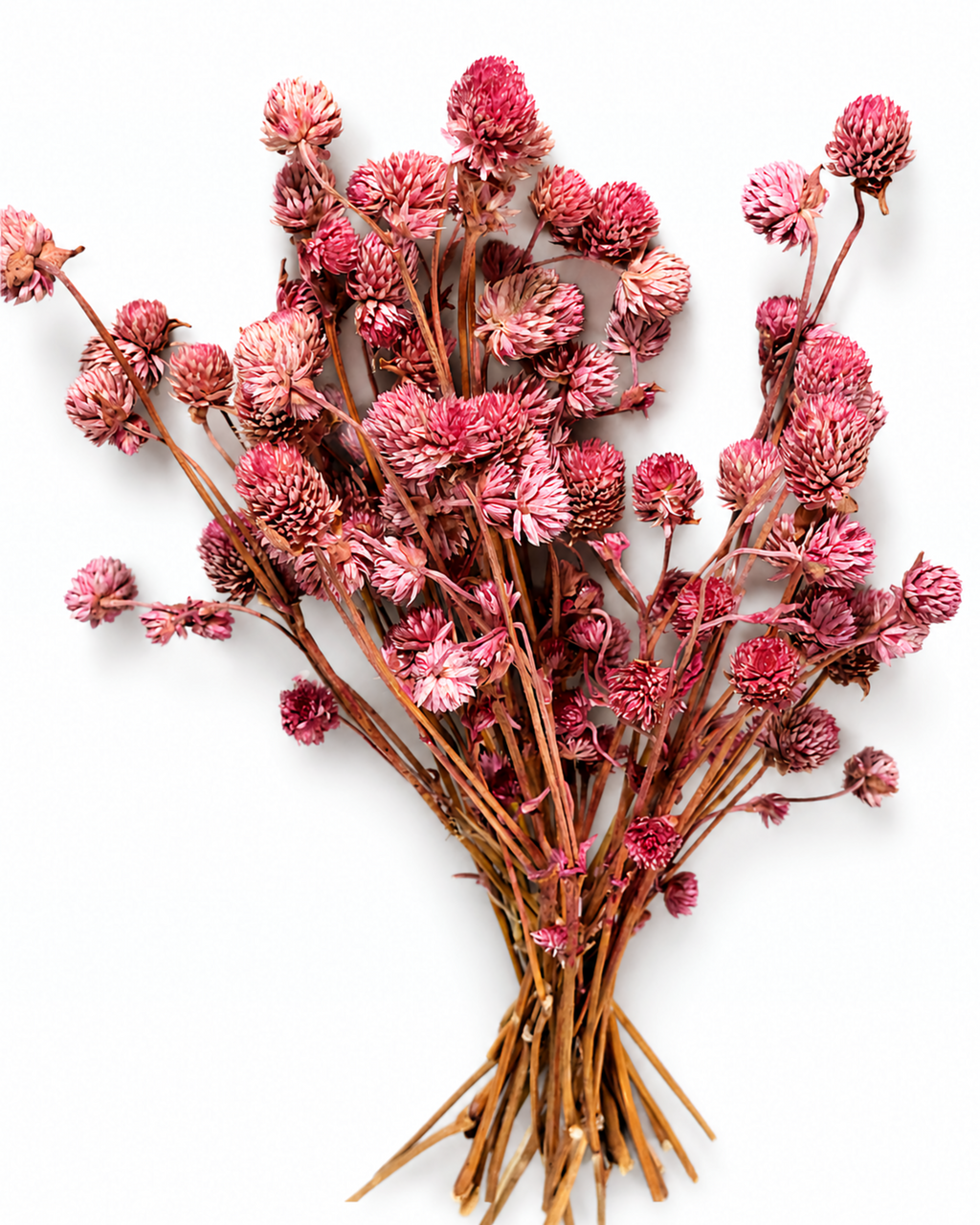 Full elegant bundle of deep dusty pink preserved gomphrena stems 50g for floral arrangements
